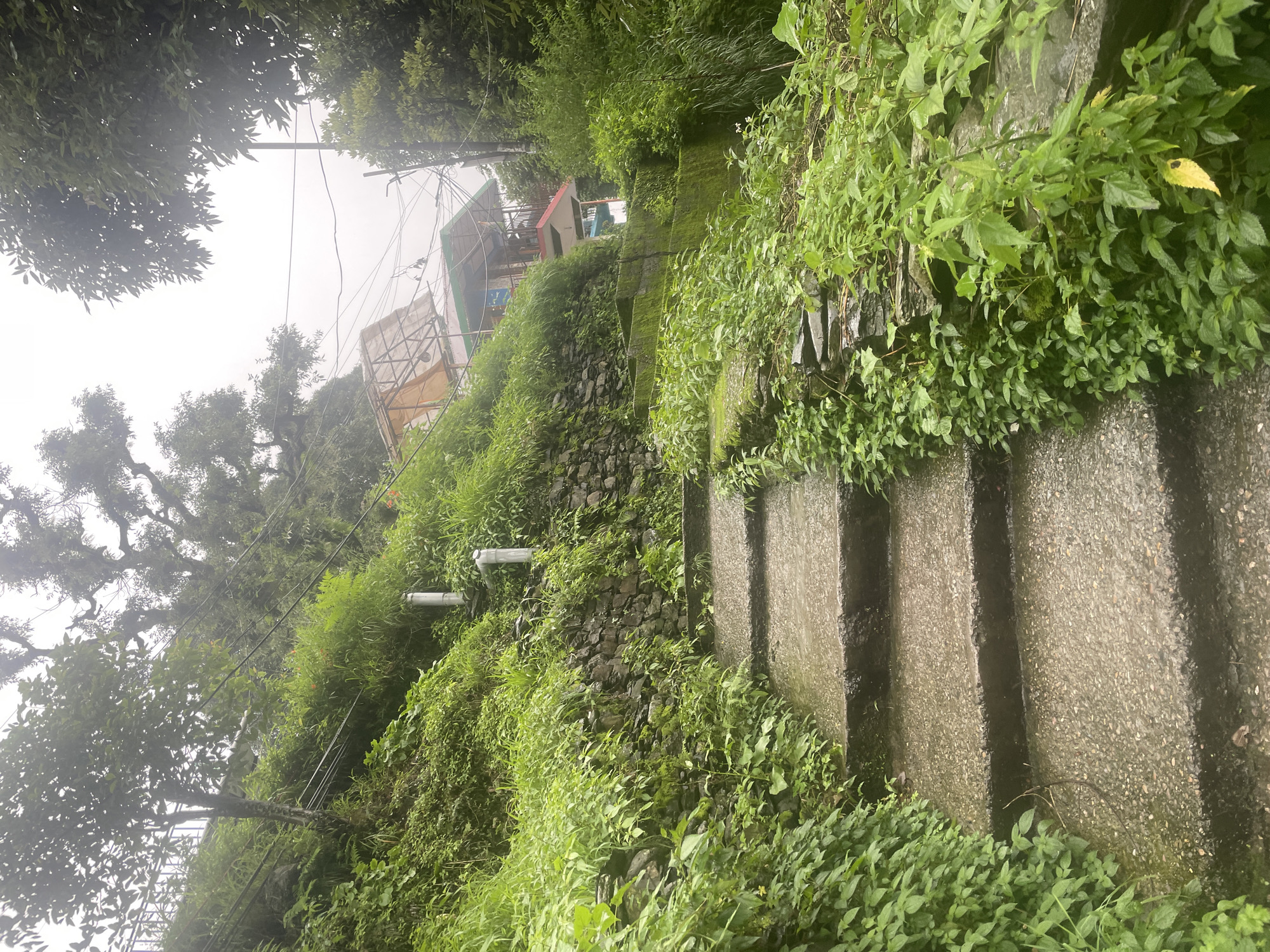The image shows a wet, stone staircase ascending a lush, green hillside in Bhagsu, India. The stairs appear weathered and covered in moss and dampness, indicating recent rain or a humid climate. Dense vegetation, including various leafy plants and grasses, encroaches on both sides of the staircase, with some plants growing directly out of the stone walls that line the path. In the background, partially obscured by foliage and mist, are structures that suggest buildings, possibly houses or small shops, perched on the higher slopes. Electrical wires are visible strung between poles, a common sight in Indian towns. The overall atmosphere is one of natural beauty and a slightly overgrown, wild landscape characteristic of hill stations. There are no people visible in the image.
