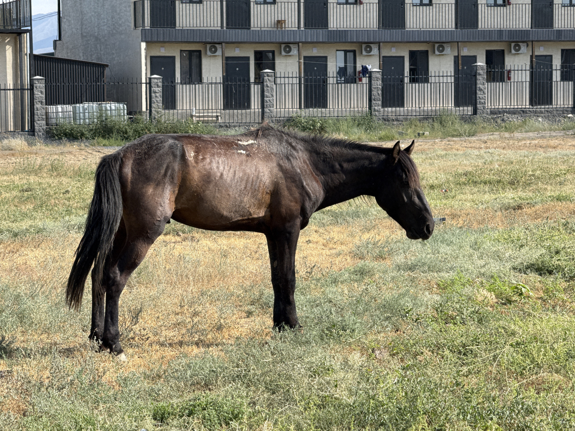 A lone, dark-brown horse stands in a dry, grassy field in the foreground, facing right and grazing. The horse appears lean, with visible ribs and a patchy coat. In the background, a multi-story building with multiple identical units and balconies is visible, suggesting a residential or possibly a hotel complex. The building is fenced off with a black metal fence supported by stone pillars. Behind the building, a light-colored structure with a dark roof is visible, and beyond that, a hazy mountain range can be seen. The sky is bright and appears overcast. The location is identified as Akshi, Kazakhstan.