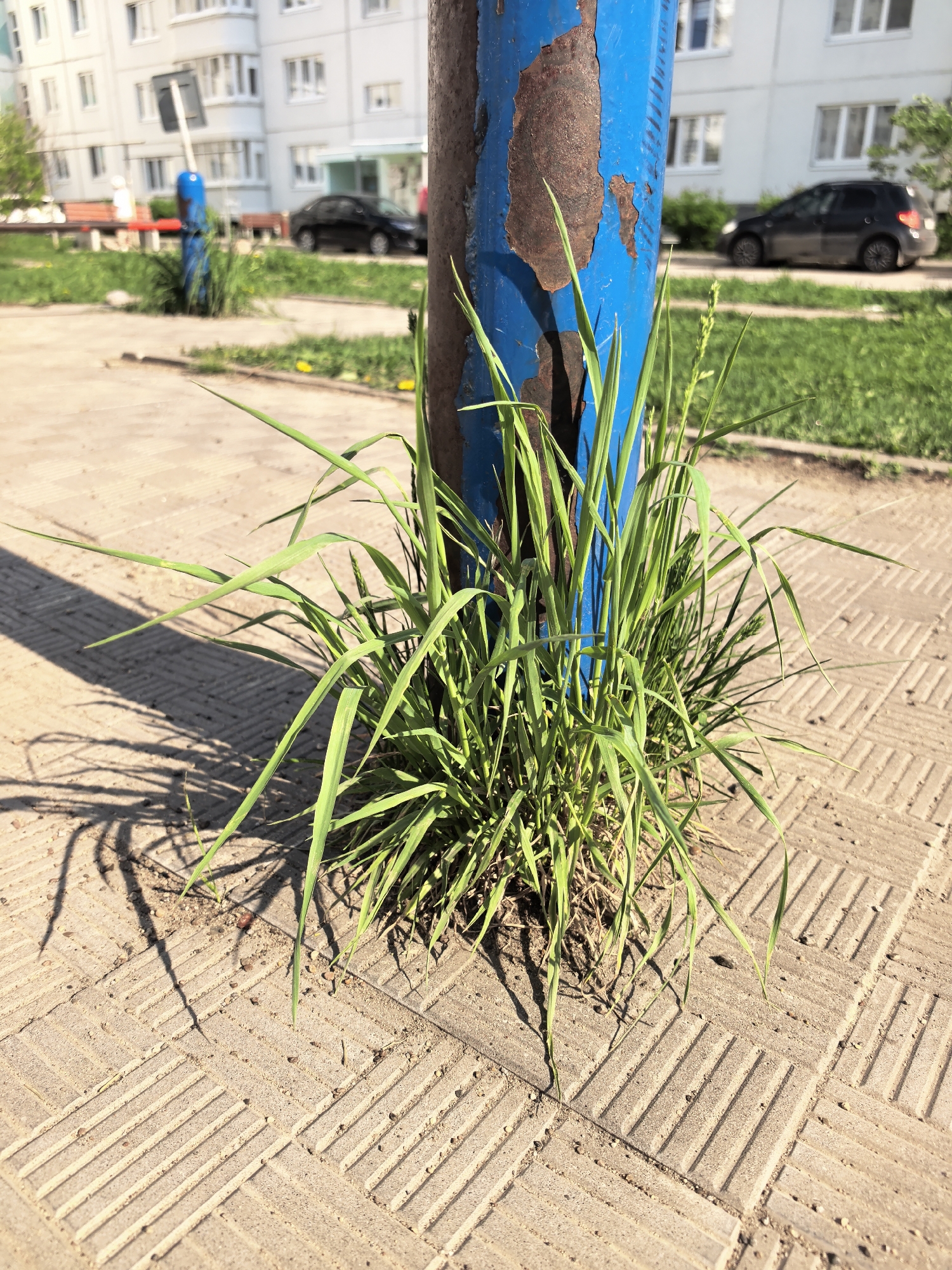 A ground-level, full-sun shot depicts grass growing around the base of a blue metal pole, likely a signpost or similar structure. The pole shows signs of rust and chipped paint. The grass is green and appears untamed. The pole is situated on a paved area consisting of light brown tiles. The paving stones show a brick-like pattern. In the background, two black cars are parked on the side of a road. The backdrop also features an apartment building with multiple windows, suggesting an urban setting. The image was taken in the city of Фролы, Russia.
