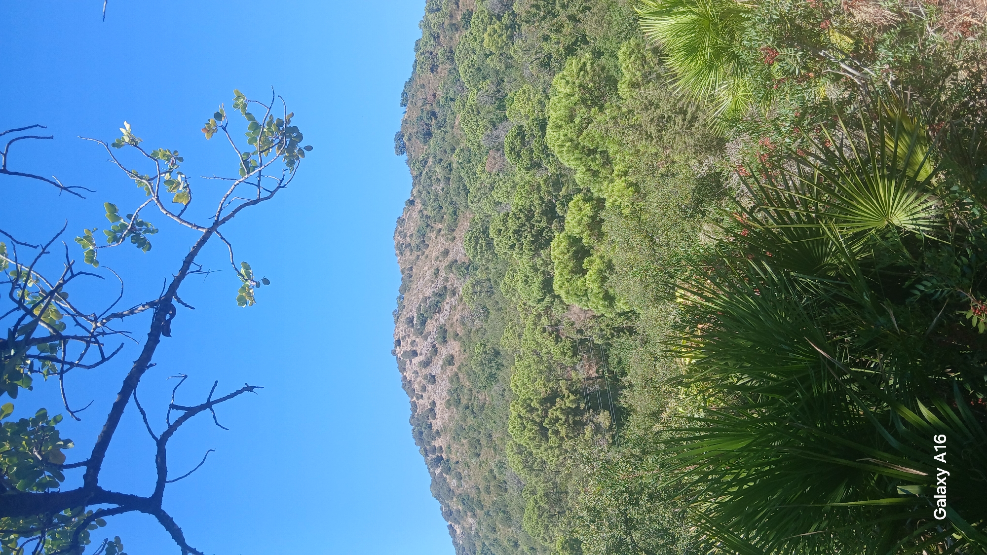 The image shows a lush, green hillside under a clear blue sky. In the foreground, palm fronds fan out, indicating a warm climate. The middle ground is dominated by a dense forest of pine trees and other Mediterranean vegetation, climbing up the slopes of a rugged hill. The top of the hill is sparsely covered with scrubby bushes and rocks. A few power lines are visible stretching across the forested area. The scene evokes a sense of natural beauty and tranquility. This scenery is characteristic of the natural landscape surrounding the town of Benahavís, Spain, known for its picturesque mountain setting and abundant greenery.