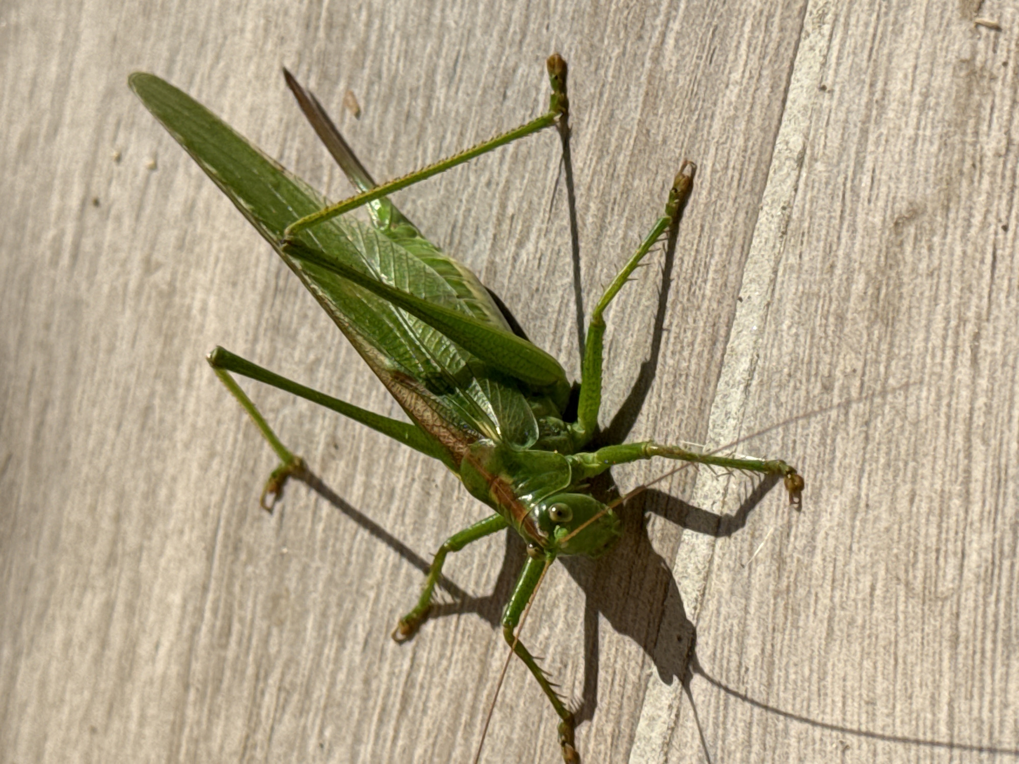 A close-up, eye-level shot shows a green grasshopper on a light-brown wooden surface. The grasshopper is facing left, with its body angled slightly upwards. Its long, slender legs are spread out, with the hind legs appearing larger and more powerful. The grasshopper's wings are folded along its back, and they are also green, with visible veins. The wooden surface has a visible grain and texture, with some light and shadow patterns cast by the grasshopper. The background is out of focus, but appears to be similar to the wooden surface. This image is located in Protopopivka, Ukraine.