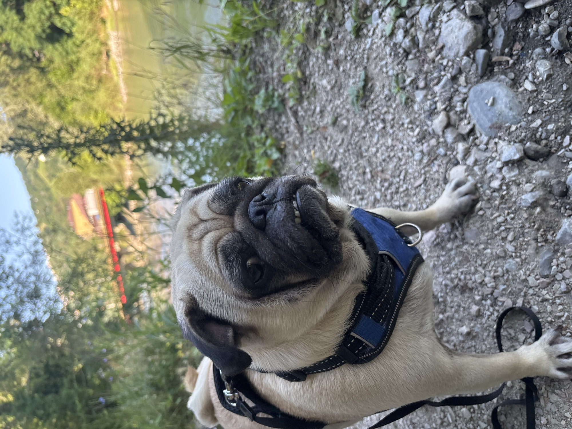 A pug with a blue and black harness stands on a gravelly path next to a body of water. The pug is facing to the right of the frame, with its mouth slightly open, revealing its teeth. Behind the pug, a river is visible, with lush green trees and vegetation on either side. In the background, a red bridge crosses the river. The sky is a clear blue. The scene appears to be a natural setting, possibly a park or hiking trail. The image does not contain any explicit indicators of the city of Sochi, Russia.