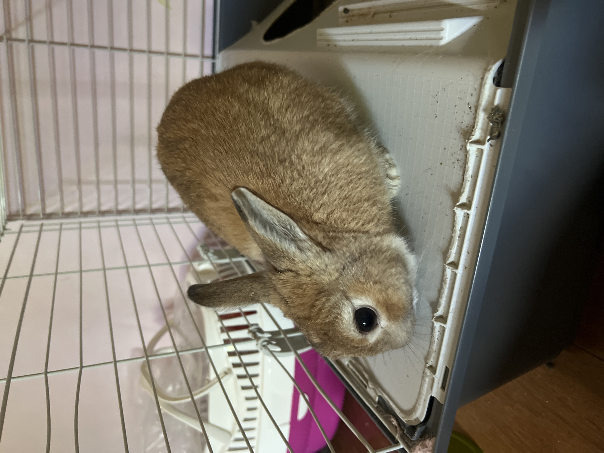 A reddish-brown domestic rabbit with large, dark eyes and erect ears is situated within a wire and plastic animal enclosure. The rabbit is resting on the light grey plastic base of the cage's upper section, oriented towards the left with its head slightly lowered. Its front paws, which are white, are visible beneath its chest. The enclosure features a silver-colored wire mesh top and a two-part grey plastic base. Debris, appearing as dark specks, is visible on the light grey plastic surface where the rabbit is resting, and there is minor damage to the plastic near the front left corner. In the background, a pale pink wall is present behind the cage, and a dark brown wooden floor is visible beneath it. A white plastic handle or internal accessory is partially visible inside the cage on the left side. This scene is located in Ореховка, Russia.