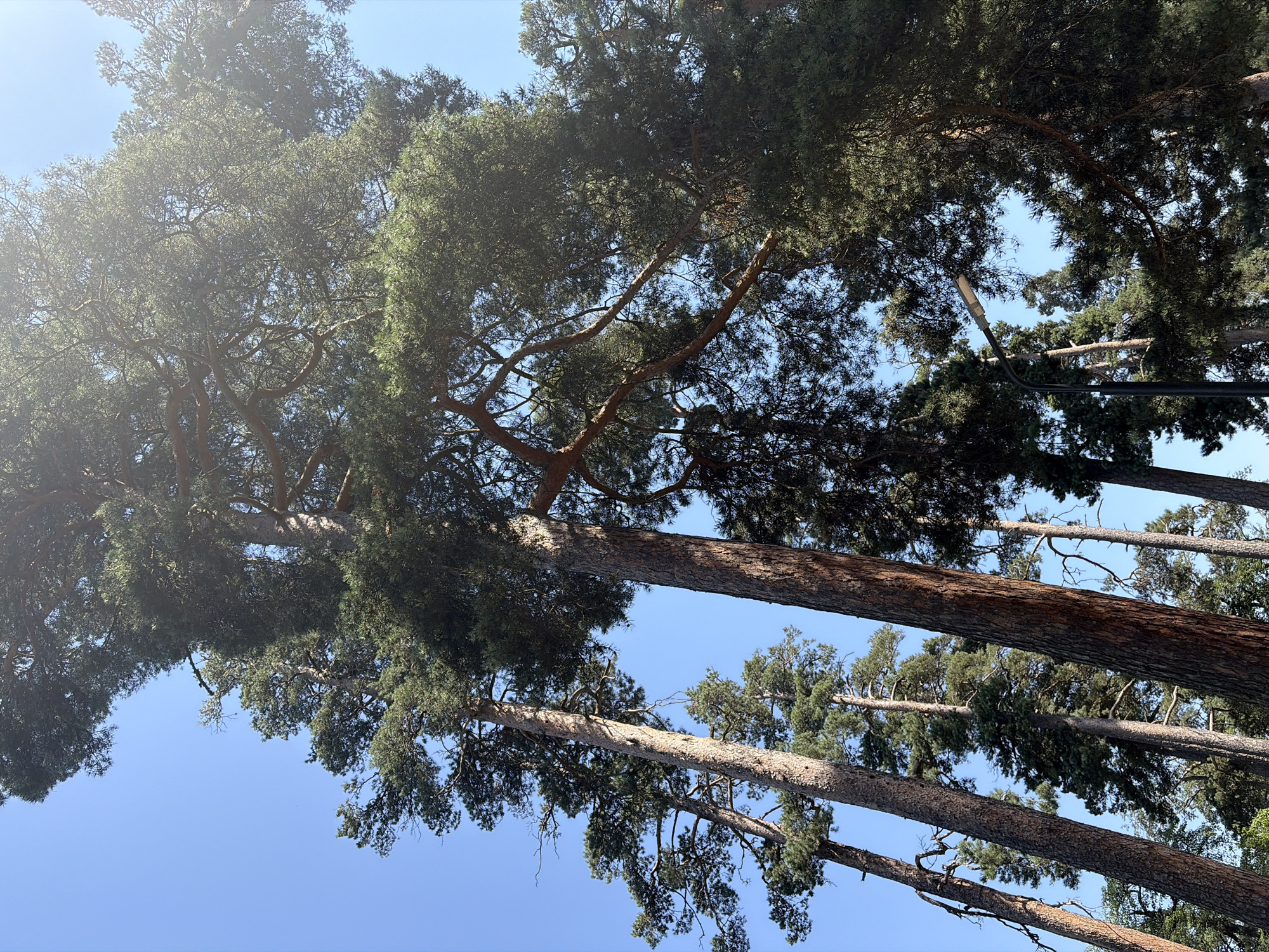 The image shows a low-angle view of tall pine trees against a clear blue sky. The trees are dense with green foliage and thick, textured bark. The sun is bright, creating a slight lens flare in the upper right quadrant of the image. In the lower right portion of the image, a black lamppost with a single light fixture is visible among the trees. The environment appears to be a park or a forested area in Bakuriani, Georgia. There are no people or animals depicted in the image.