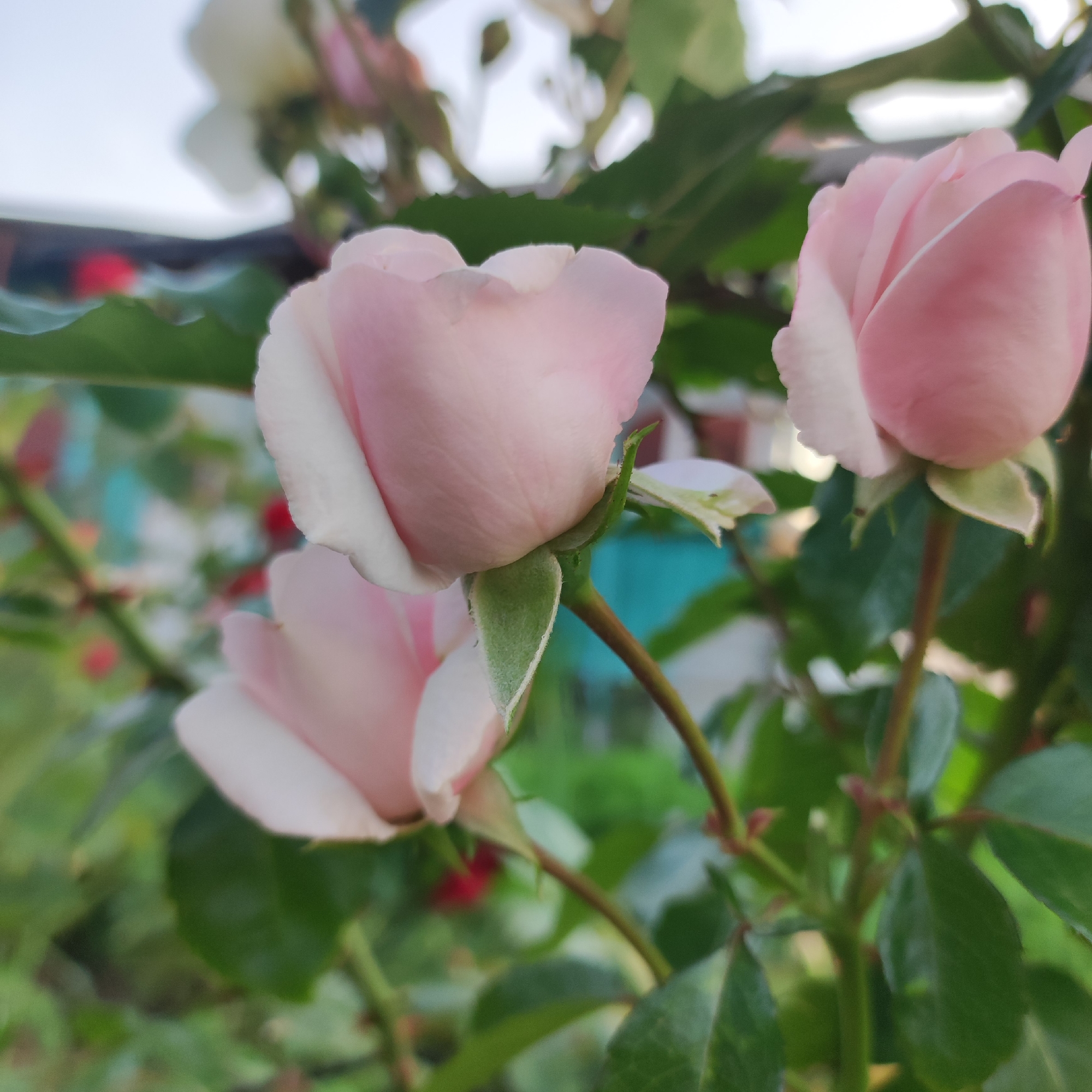 Three partially opened pink and white roses are the subjects of this close-up, outdoor photograph. The roses are on a bush with green leaves and thorny stems, which are visible in the foreground. The background is blurred, but hints of a fence, a house, and greenery can be seen. The lighting suggests it is daytime, possibly late afternoon due to the soft light. The image is taken from a low angle, looking up at the roses. There are no people present in the image. The location of Navoloki, Russia, is not visually determinable from the image content.