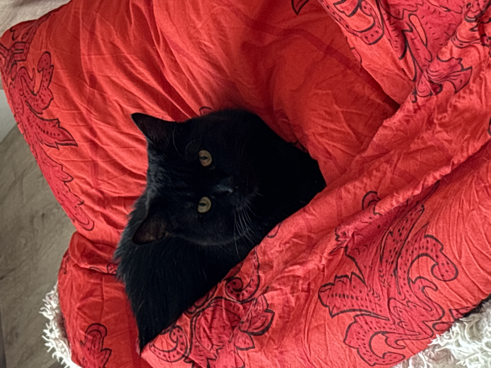 A black cat with yellow eyes is resting on a red comforter with a black paisley pattern. The comforter is partially covering a light-colored, textured surface that appears to be a rug or blanket. The cat is positioned in the center of the frame, with its head slightly tilted and its gaze directed towards the viewer. The background is blurred, suggesting the image was taken indoors. The lighting is soft and natural. The scene conveys a sense of domestic comfort and relaxation. The location is not discernible from the image.