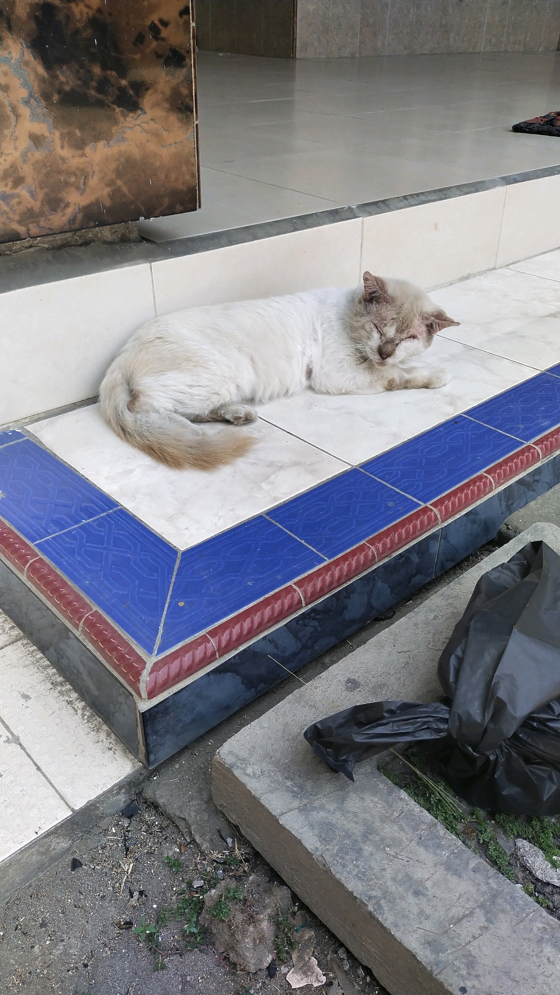 A fluffy, light-colored cat with tan markings on its tail and ears is sleeping on a tiled floor. The cat is lying on its side, with its eyes closed and its head resting on its paws. The tiles are white with a decorative border of blue and red tiles. To the right of the cat, a black plastic bag is lying on the ground. In the background, there is a doorway with a metallic door. The scene appears to be an outdoor area, possibly a porch or entryway, with some debris on the ground. The image was taken in Tanggul, Indonesia.
