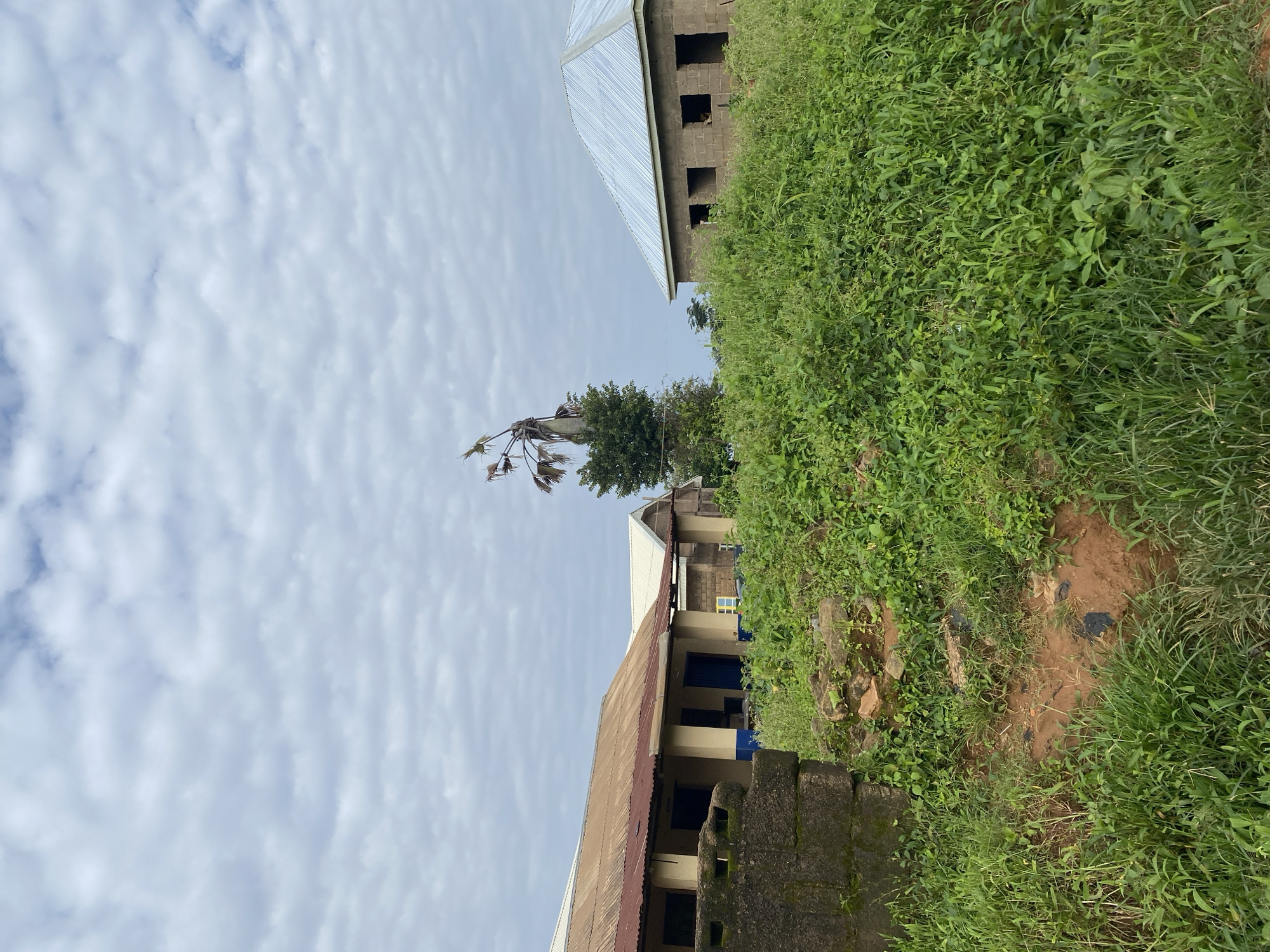 The image depicts a semi-constructed building and an existing building in Rafin Sainyi, Nigeria. The sky is overcast with a pattern of thin clouds. In the foreground, lush green vegetation covers the ground, with some exposed reddish-brown soil and rocks. To the left, a low, partially built concrete structure is visible, made of cinder blocks and topped with a weathered corrugated metal roof. Adjacent to it is a longer, single-story building with a similar corrugated metal roof, painted yellow with blue trim around the doorways and windows. Further to the right, a new building with a corrugated metal roof, constructed from cinder blocks with open window frames, is in a more advanced stage of construction. A slender, dead palm tree with sparse fronds stands between the two buildings. The environment appears to be rural or semi-urban, characterized by the presence of natural overgrowth and basic construction.