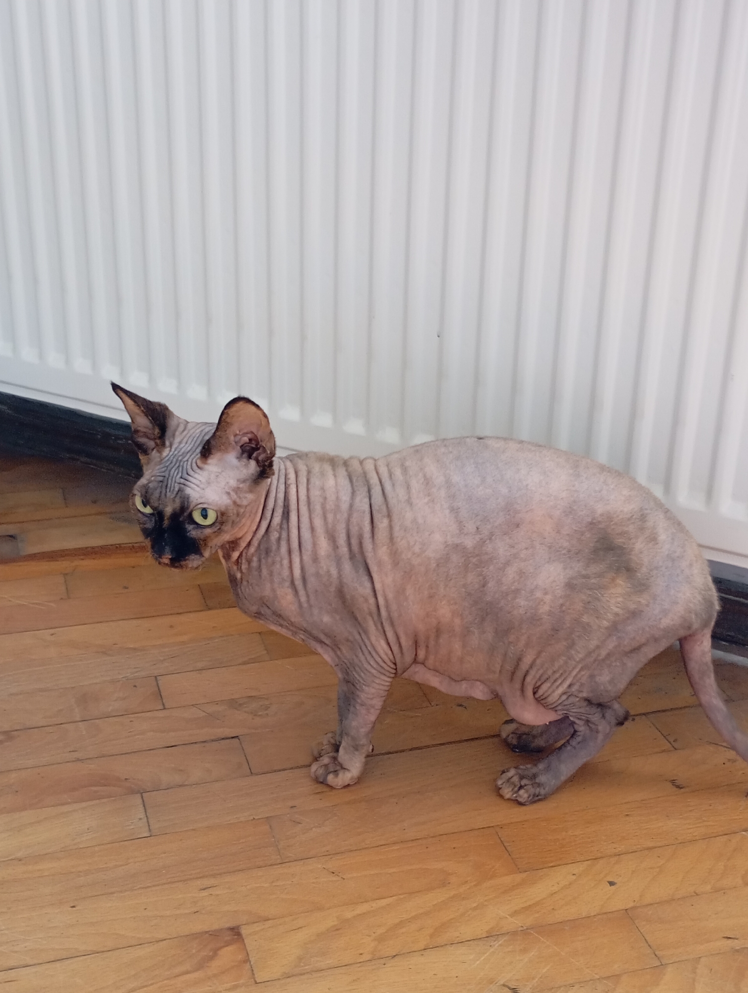 A light-skinned Sphynx cat with green eyes stands on a wooden floor in front of a white radiator. The cat's skin is wrinkled and light pink with some darker patches on its back. Its ears are large and pointed, and its face is characterized by dark markings around the eyes and nose. The wooden floor is made of planks of varying shades of brown. The white radiator has vertical ridges. The scene appears to be indoors, in a residential setting. The image does not provide any information about the city of Batumi, Georgia.