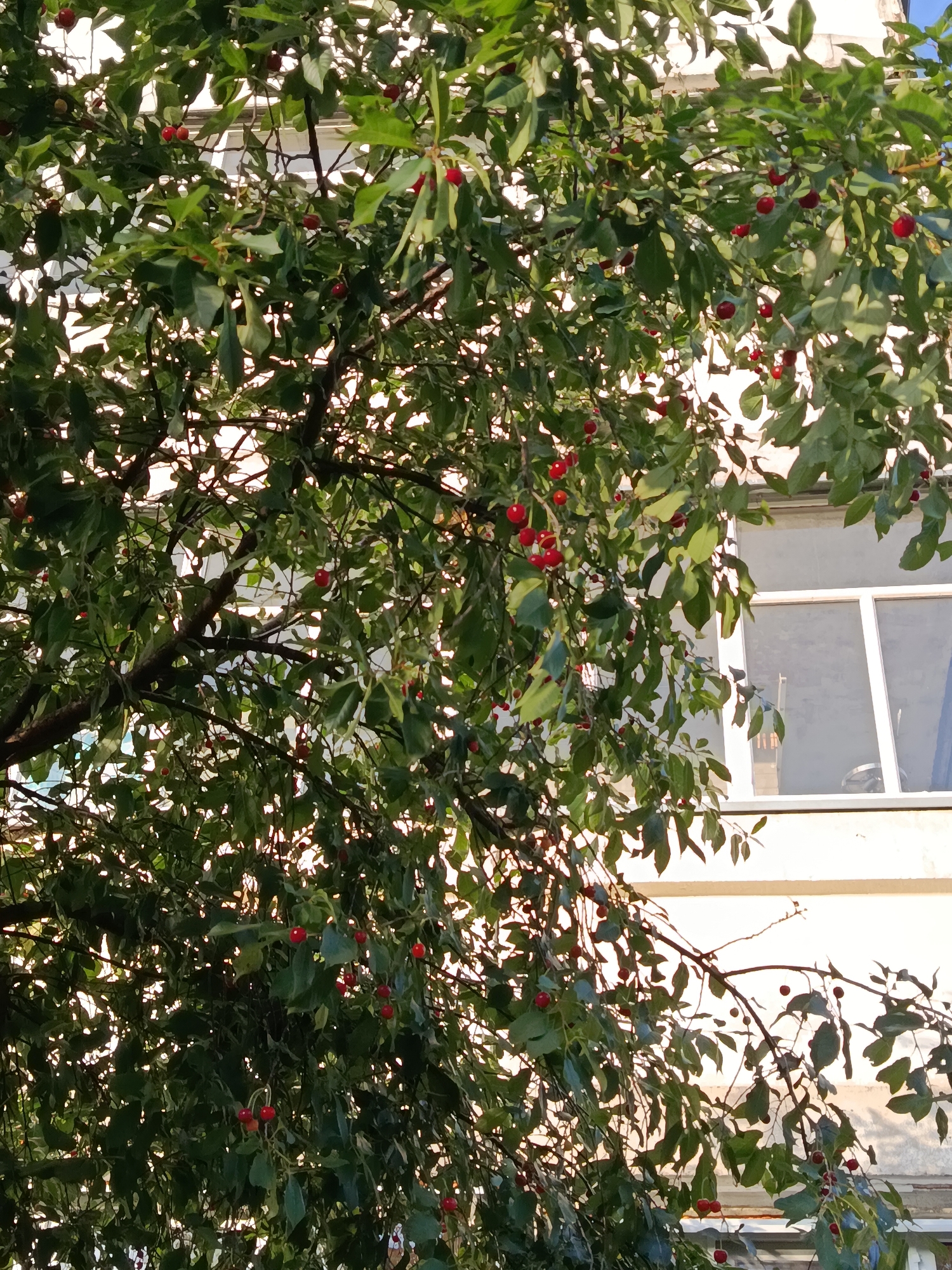 A close-up shot captures a cherry tree with ripening red cherries in full bloom against the backdrop of a building's exterior wall with a window. The tree's branches and leaves are densely packed, obscuring much of the building. Sunlight filters through the leaves, creating a dappled effect. The building appears to be a multi-story structure with a light-colored facade and a white-framed window. The scene is likely set in an urban environment, given the presence of the building.