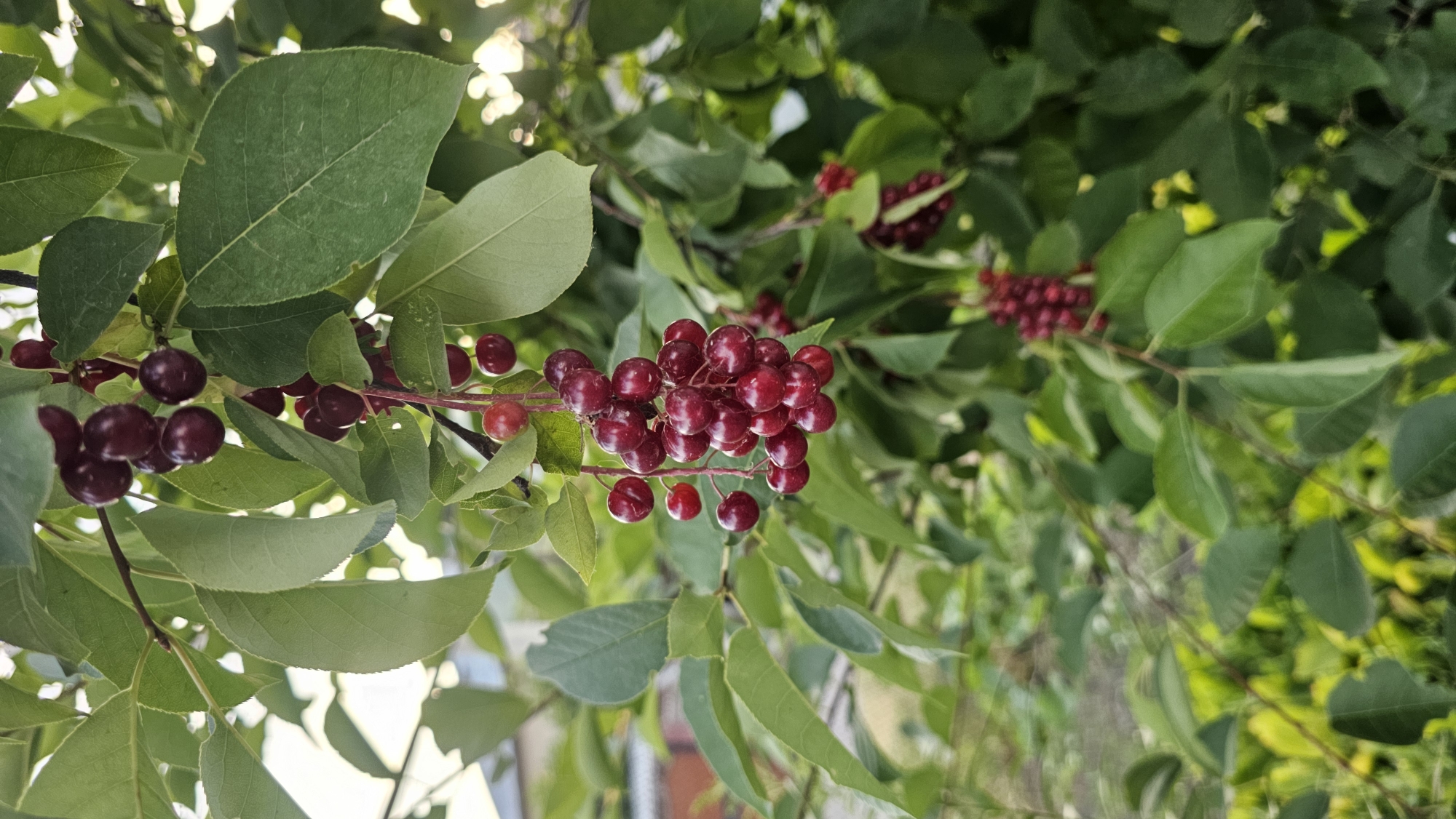 The image is a close-up, vertically oriented photograph of a branch laden with ripe, dark red cherries. The cherries are clustered together, some appearing almost black due to their deep color and the lighting. They are attached to thin, reddish stems that branch out from a thicker, darker branch. The leaves of the tree are a vibrant green, some broad and ovate, others more slender. They are dappled with sunlight, creating highlights and shadows, suggesting it is daytime. In the background, other branches and leaves are visible, some appearing slightly out of focus, creating a layered effect. The overall impression is one of abundance and natural beauty. The context provided indicates the location is Panfilovo, Kazakhstan. No people, text, or specific events are depicted. The weather appears to be sunny, and the time of day is likely during daylight hours.