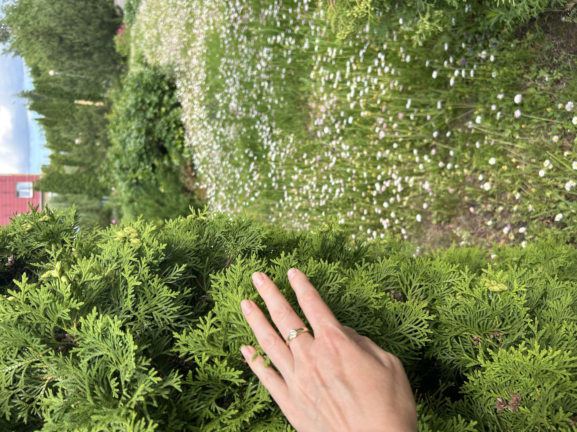 In Medvedevo, Russia, a close-up shot focuses on the foliage of a vibrant green Thuja tree, with a human hand gently touching its branches. The hand, adorned with a gold ring featuring a small, round diamond, is positioned towards the left side of the frame. Beyond the Thuja, a meadow is densely populated with small white and pink wildflowers. In the background, several other evergreen trees and shrubs are visible, with a red-roofed building and a cloudy sky suggesting an outdoor, suburban setting. The lighting indicates it is daytime.