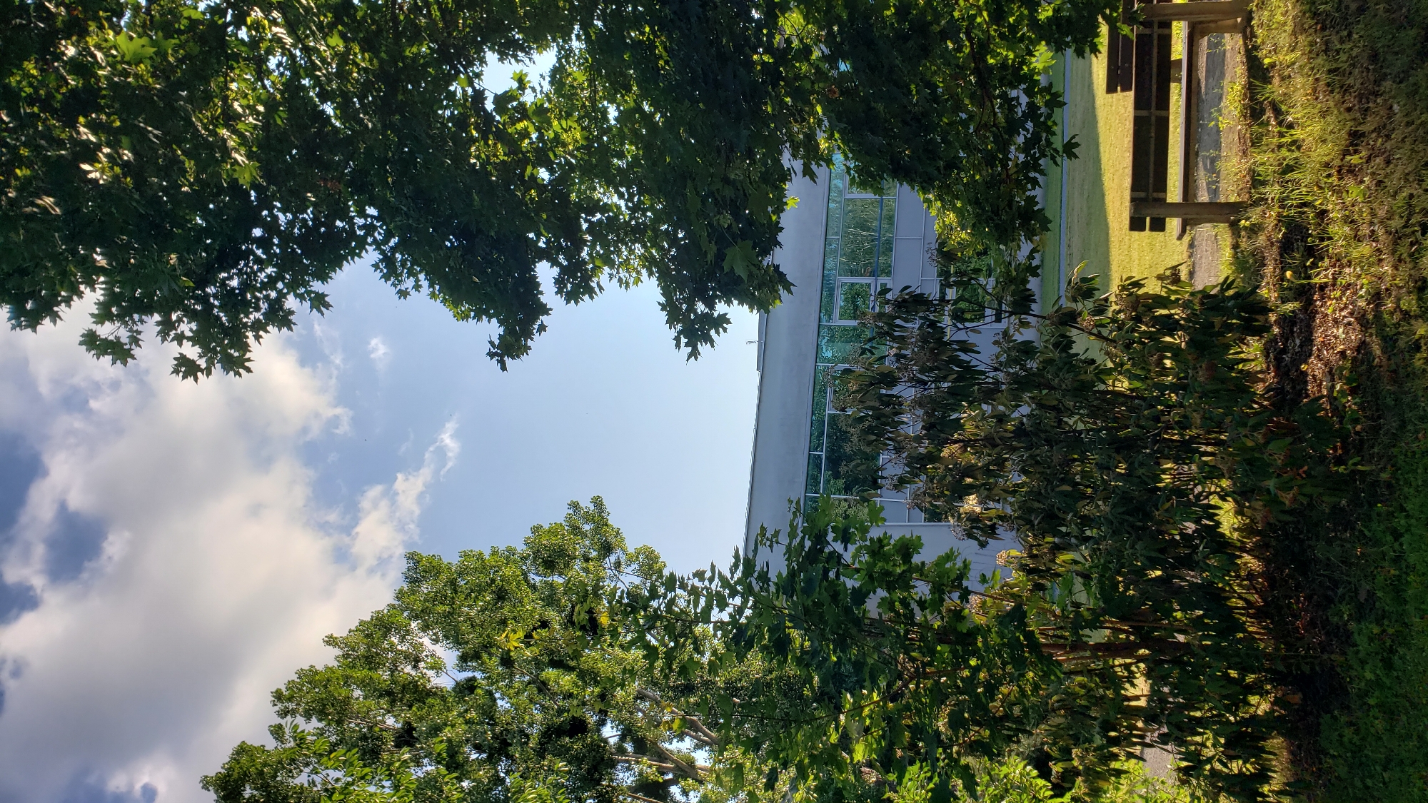 The image captures an outdoor scene framed by lush green trees. In the background, a modern building with a light-colored facade and reflective blue-tinted windows stands tall. Sunlight streams across a grassy area on the right side of the frame, highlighting a wooden bench situated on a paved path. The sky above is a clear blue, with a few scattered white clouds. The composition suggests a serene, possibly academic or office environment, bathed in the warm light of late afternoon or early morning. The perspective, looking upwards through the leaves, creates a sense of being immersed in nature. There are no visible people, text, or specific events taking place. The setting appears to be a well-maintained outdoor space adjacent to a building.