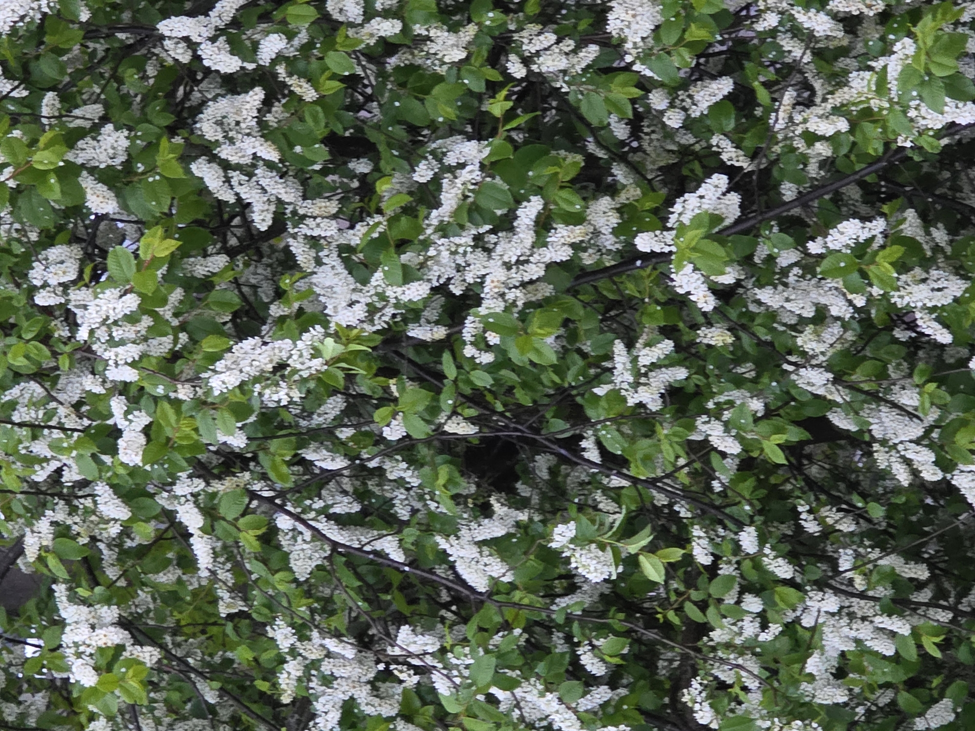 The image shows a close-up view of a tree with dense clusters of small white flowers and green leaves, with a dark brown branch network visible behind the foliage. The exact location in Chaikovsky, Russia is not determinable from the image. There are no people or interactions visible.