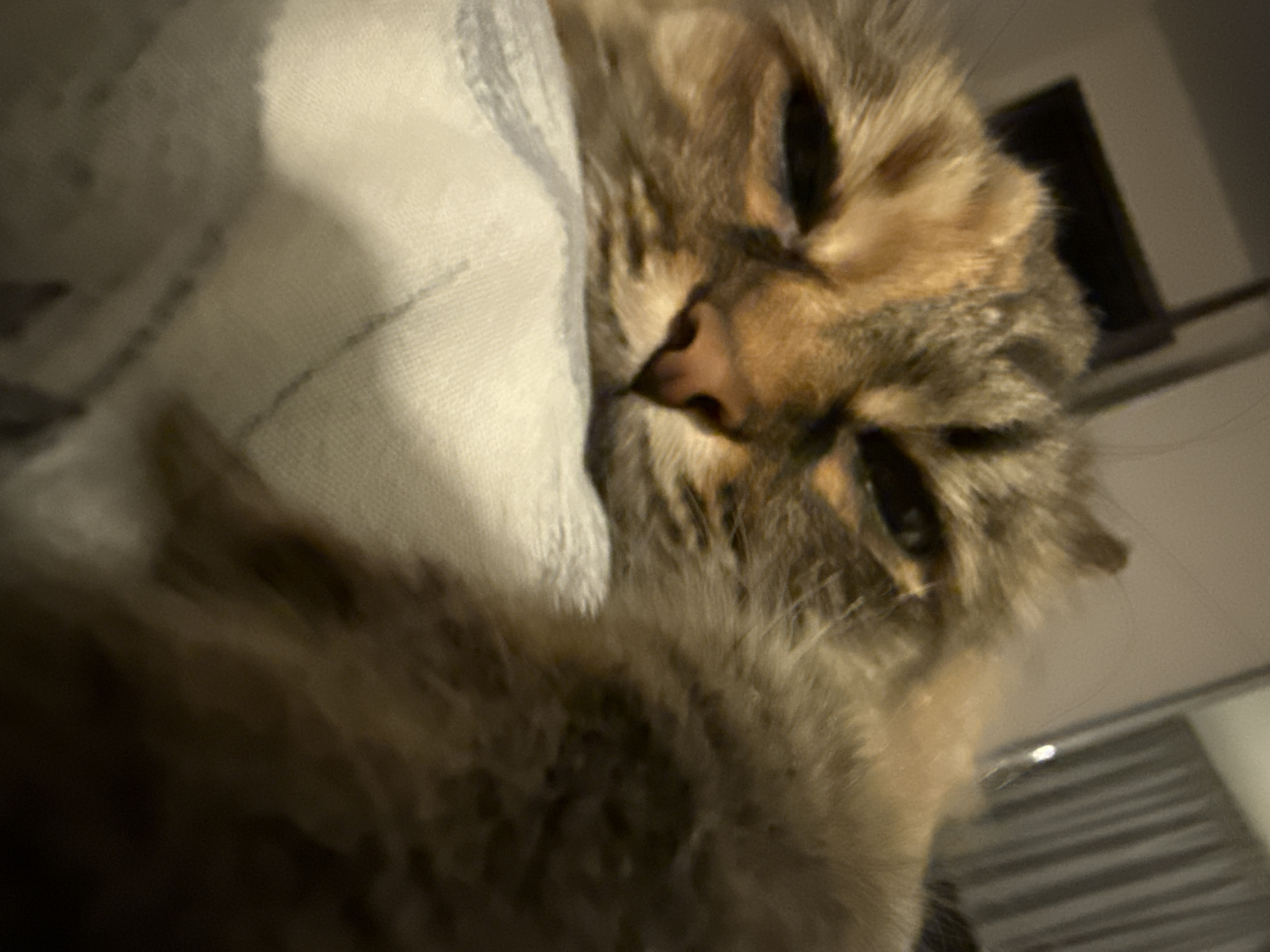 A close-up, slightly blurred photograph captures a cat resting its head on a white pillow or blanket. The cat has brown and tan fur with visible stripes and a pink nose. The cat's eyes are partially closed. A portion of a window or blinds is visible in the background, along with a dark square object that appears to be a frame or decoration on the wall. There is no indication that this photo was taken in Votkinsk, Russia.