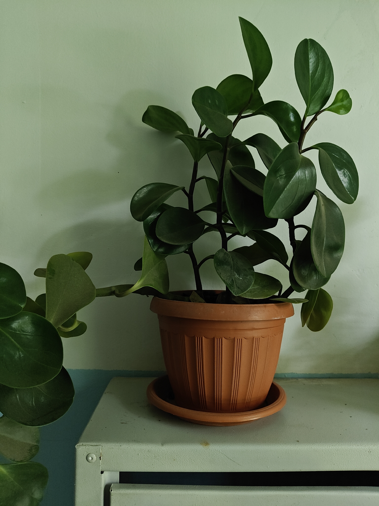 A potted plant sits on a shelf against a pale green wall. The plant has dark green, glossy leaves and is in a terracotta-colored plastic pot with a matching saucer. The pot is cylindrical with vertical ridges. A shadow of the plant is visible on the wall. The shelf is a light gray metal surface. A blue line is visible on the wall behind the shelf. No people are present. This scene is likely indoors, perhaps in a home or office. The location within the city of Pushkino, Russia, cannot be determined from the image alone.