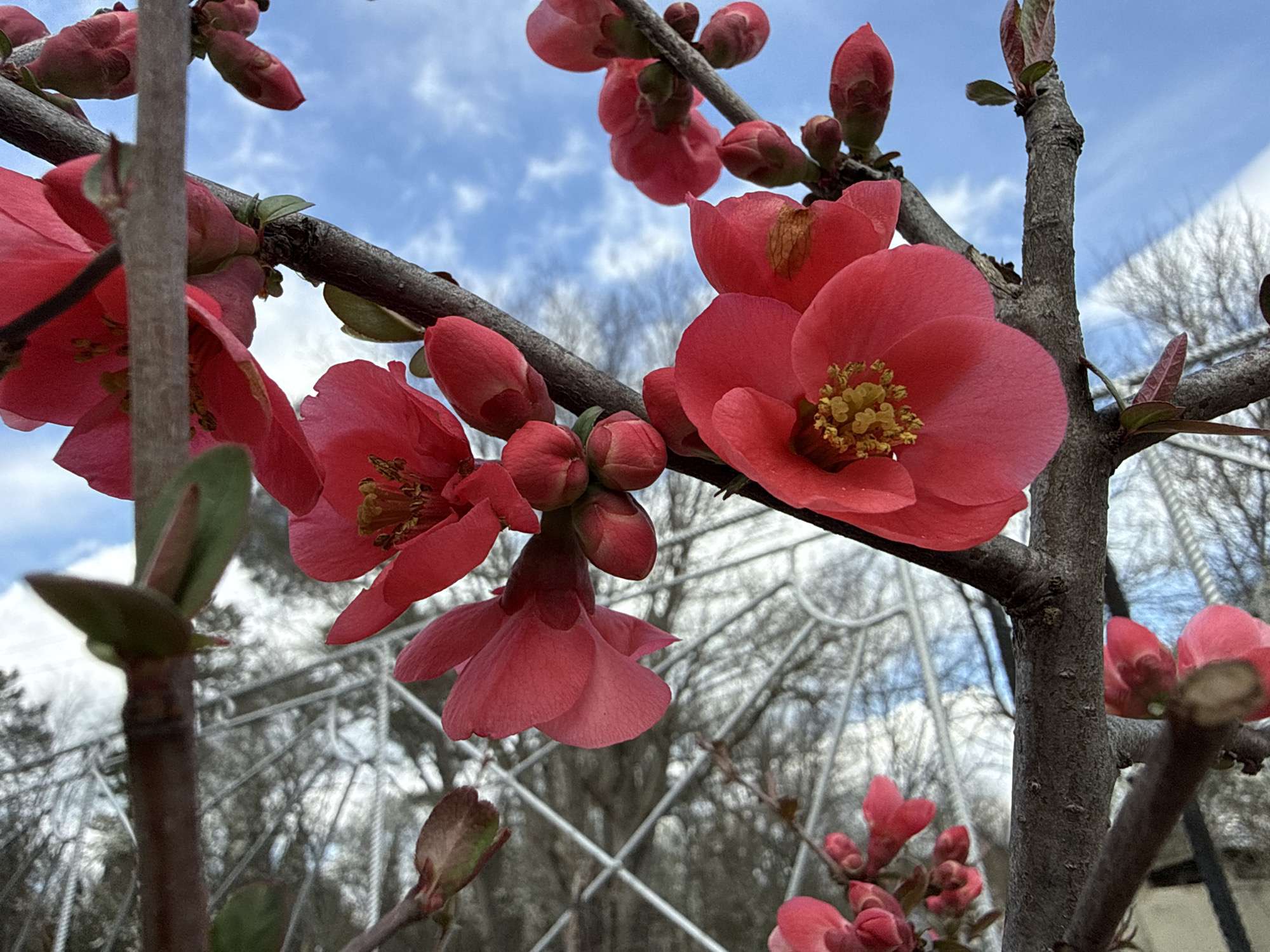 The image shows a close-up of a flowering quince tree. The red flowers are in various stages of bloom, with some buds still closed. The branches of the tree are brown and bare, with a few green leaves emerging. The background is a blurred view of trees and a blue sky with clouds. A white, possibly metal, structure is partially visible behind the tree. The location cannot be determined based on the image content alone.
