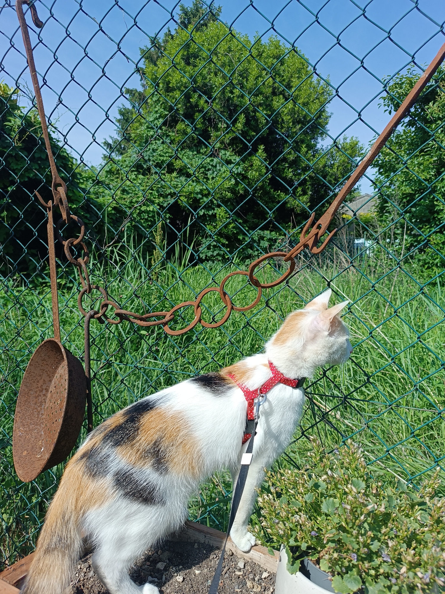 A calico cat wearing a red harness and black leash stands in a planter of soil and small flowering plants. The cat faces a green chain-link fence overgrown with grass and weeds. A rusty metal structure hangs on the fence. In the background are green trees and a blue sky. The image was taken in Viadana, Italy.