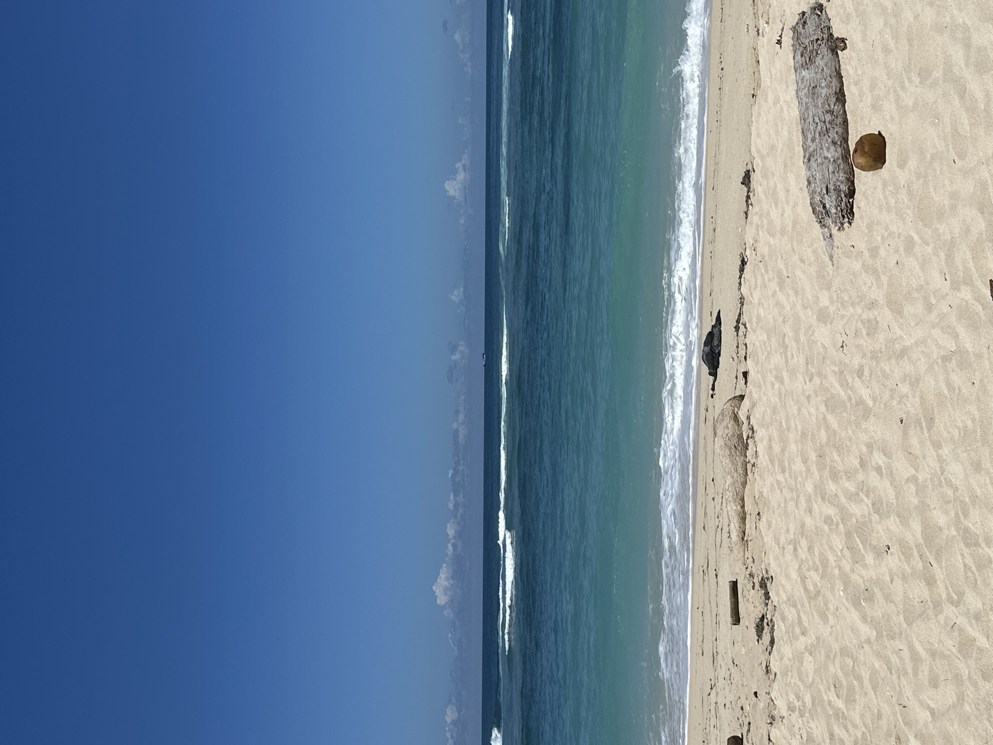 The image displays a serene beach landscape under a clear, bright blue sky. The scene is composed of three horizontal sections when viewed correctly: a vast sky, the ocean, and a sandy beach.
The upper portion of the image features a deep, cloudless blue sky, with only a few faint, wispy white clouds visible near the horizon line.
The middle section is dominated by the turquoise and blue waters of the ocean. Gentle waves with white foamy crests are seen breaking and receding along the shoreline, indicating a calm sea. The water appears clear, with variations in color suggesting different depths.
The lower section of the image shows a wide expanse of light-colored, fine sand. Scattered across the sand are pieces of natural debris. A prominent feature is a long, weathered piece of driftwood or a tree trunk resting horizontally on the sand in the foreground. Beside this large log, a single, brown coconut lies on the beach. Further down the beach, closer to the water's edge, smaller dark specks of debris, likely seaweed or wood fragments, are visible.
There are no people or animals present in the image. The bright, even lighting suggests it is a sunny day, likely during the morning or early afternoon. The weather is clear and calm. The presence of the coconut and driftwood, combined with the clear turquoise waters, strongly indicates a tropical beach environment, consistent with the location context of Kuta Selatan, Indonesia. The overall impression is one of tranquility and untouched natural beauty. No text is visible in the media file.