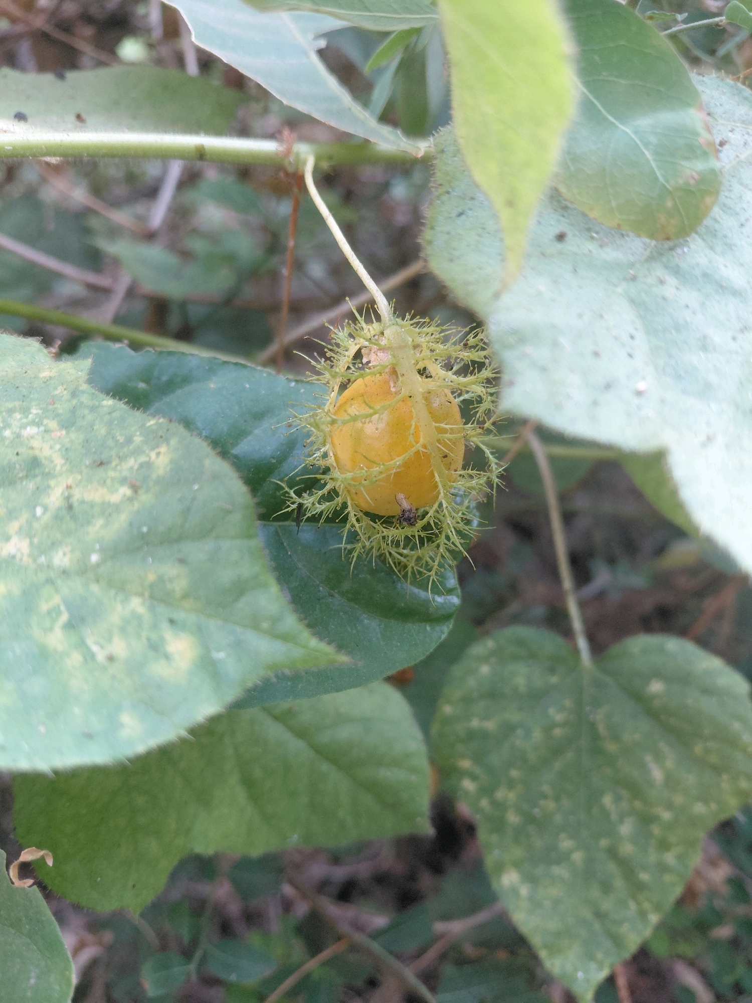 A yellow, spiky fruit hangs from a thin vine, surrounded by green leaves. Two small insects are visible on the fruit, one black and one dark brown with wings. The background is blurred, showing more greenery and brown ground. The scene appears to be outdoors in a natural setting, possibly a garden or jungle, consistent with the location of Patunjungan, Indonesia.