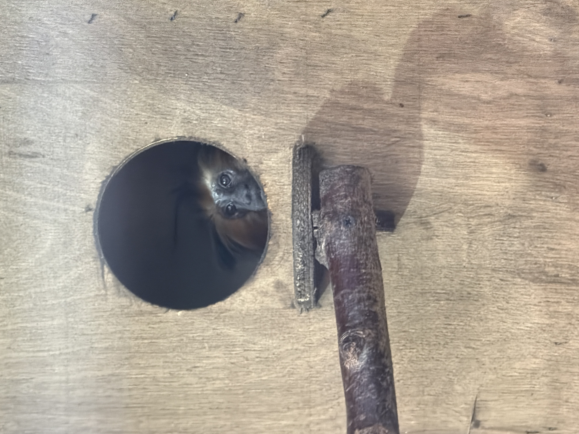 A monkey peeks out from a circular opening in a wooden enclosure. The monkey's face is visible, with dark fur around its eyes and lighter fur on its head. It appears to be looking directly at the camera. A dark brown, rough branch is positioned horizontally across the bottom half of the image, in front of the wooden enclosure. The enclosure itself is made of light-colored wood with visible grain. The image appears to be taken indoors, possibly in a zoo or wildlife sanctuary. The location in Akatovo, Russia is not discernible from the image itself.