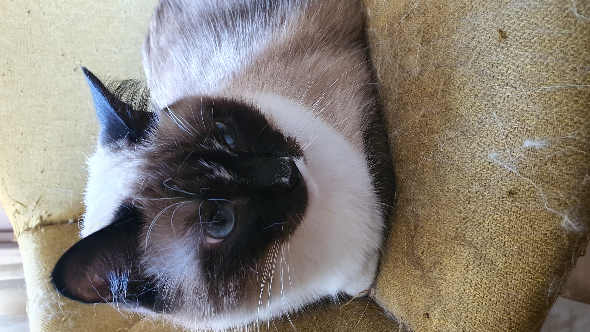 A close-up, medium shot captures a Siamese cat with striking blue eyes resting on a worn, yellow upholstered chair. The cat's face is predominantly black, with a white muzzle and chest. Its fur is a mix of brown and cream, with darker points on its ears and face. The chair's fabric is textured and shows signs of wear, with loose threads and cat fur scattered across its surface. The background is softly blurred, suggesting an indoor setting. The lighting is natural, coming from the left side of the frame, casting subtle shadows on the cat's face and the chair. The image appears to be a candid photograph taken in Krasnoyarsk, Russia.