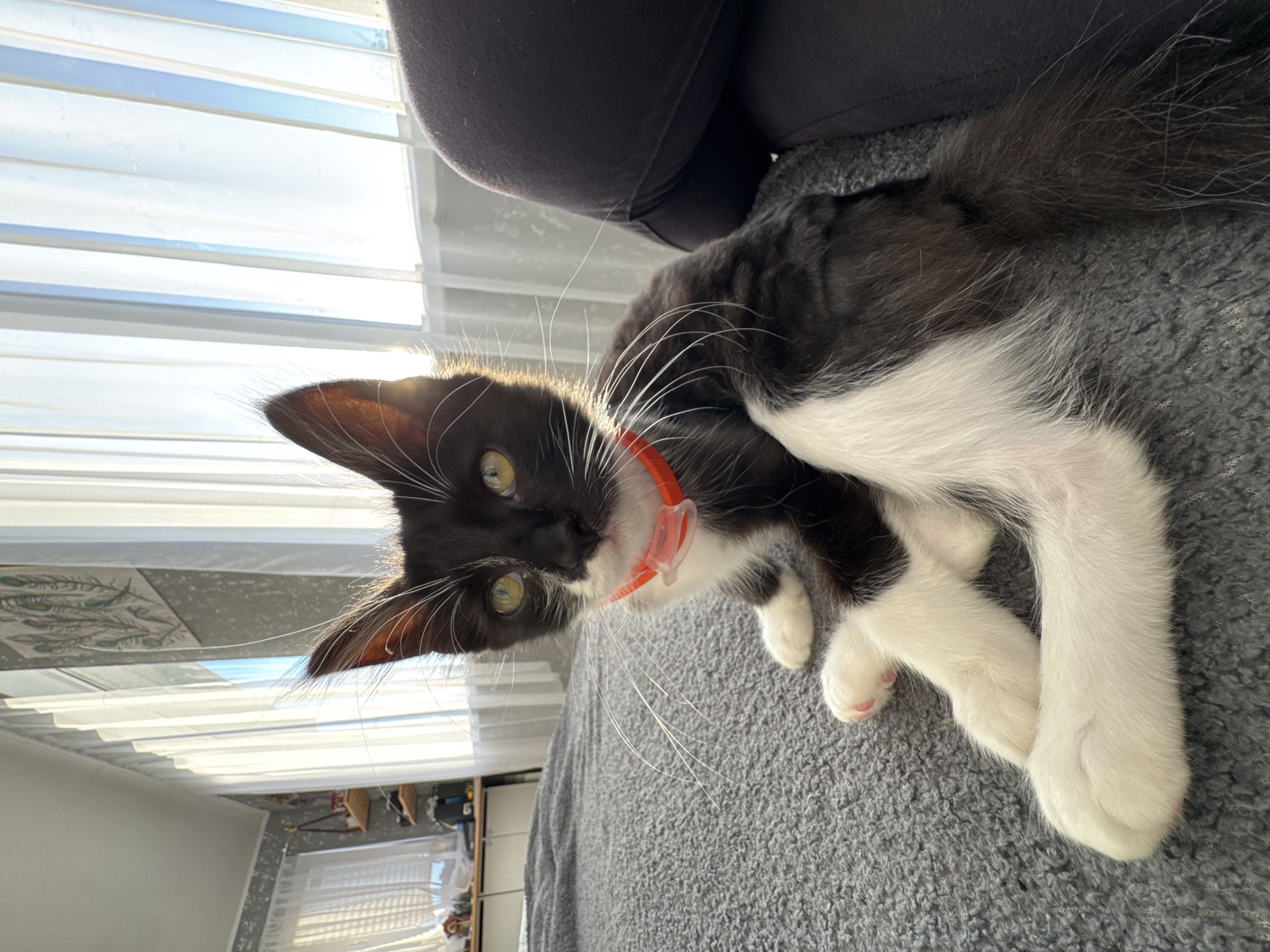 The image depicts a black and white kitten with green eyes and a pink nose, wearing a bright orange collar. The kitten is sitting on a textured grey surface, which appears to be a blanket or upholstery. The kitten's paws are white with pink pads. In the background, sheer white curtains are illuminated by sunlight, suggesting a window is present. Behind the curtains, the faint outlines of objects on shelves can be discerned, and a piece of artwork, possibly depicting feathers, hangs on the wall. To the right of the kitten, a dark, solid object, likely a person's leg, is visible. The scene is indoors and appears to be a domestic setting. This image was taken in Kempelevo, Russia.