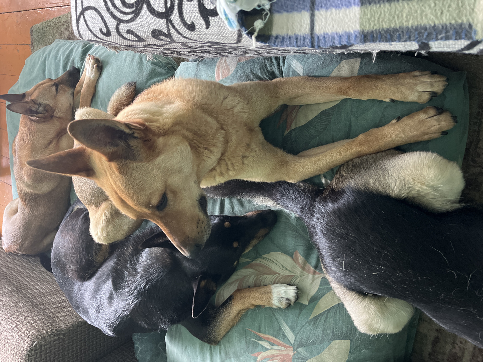 The image depicts four dogs sleeping on a couch. The couch is covered with a green patterned fabric and a blue and white striped blanket. Two of the dogs are tan, and two are black and tan. The room appears to be a living room. No specific location in Nizhny Tagil, Russia is visible.