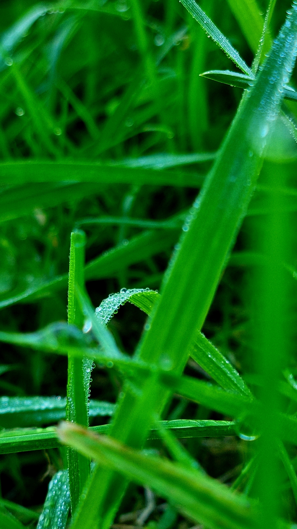 The image is a macro photograph of blades of grass covered in dew drops. The grass is a vibrant green, and the dew drops catch the light, creating a sparkling effect. The background is blurred, suggesting a shallow depth of field, which further emphasizes the detail of the grass and dew drops. The scene appears to be outdoors in a natural setting, possibly a park or garden. The location in Vysokoe, Russia, is not discernible from the image itself. There are no people, animals, or man-made objects visible. The focus is entirely on the texture and detail of the wet grass.