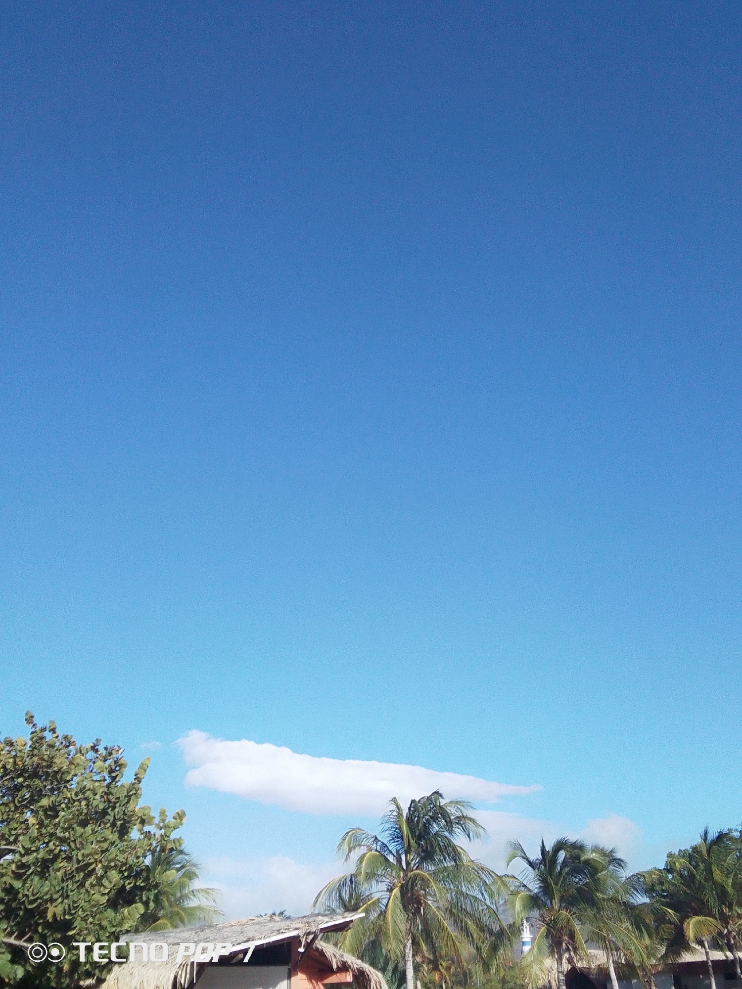 The image shows a bright blue sky over Pedro González, Venezuela. A single, long, thin white cloud stretches across the lower center of the frame. Below the cloud are several palm trees and other greenery. The top of a building with a thatched roof is visible among the trees. The shot is taken from a low angle, looking up towards the sky. The focus appears to be on the sky and cloud, with the trees and building in the foreground providing context for the location.