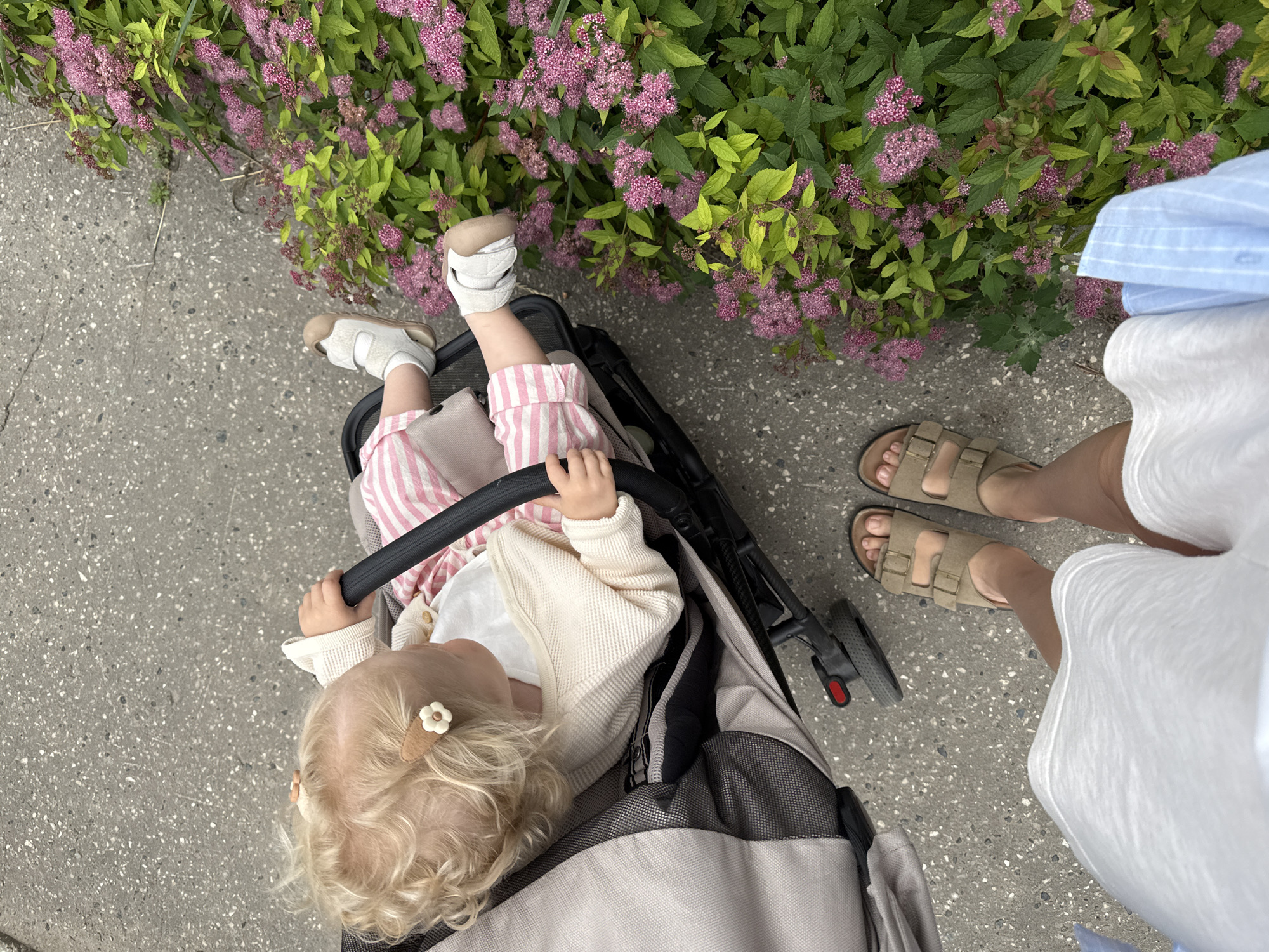 The image is a high-angle shot of a young child in a stroller, seen from the perspective of an adult's feet standing nearby. The child has blonde, curly hair and is wearing a white shirt, a cream-colored cardigan, and pink and white striped pants. A small flower-shaped hair clip is visible in the child's hair. The stroller is dark gray and black. The adult is wearing a white dress or skirt and light brown sandals. The scene appears to be outdoors, with a gray paved surface and a dense bush with small pink flowers and green leaves to the right. The lighting suggests it is daytime, likely overcast. There is no indication of the location being the city of Vladimir, Russia.