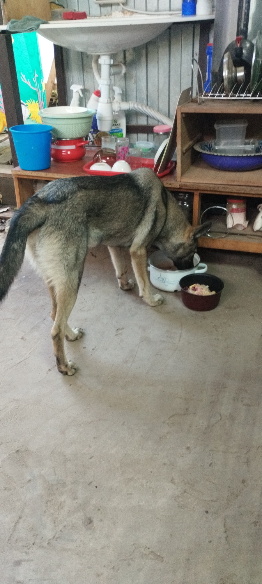 A medium-sized, tan and grey dog is eating from a white bowl on a concrete floor. The dog is facing away from the camera and its head is lowered into the bowl. Next to the white bowl is a dark red bowl with food in it. In the background, there is a sink with plumbing underneath. To the left of the sink is a blue bucket and some red and green bowls. To the right of the sink is a wooden shelf unit with dishes and containers. The overall environment appears to be a rustic kitchen or utility area.