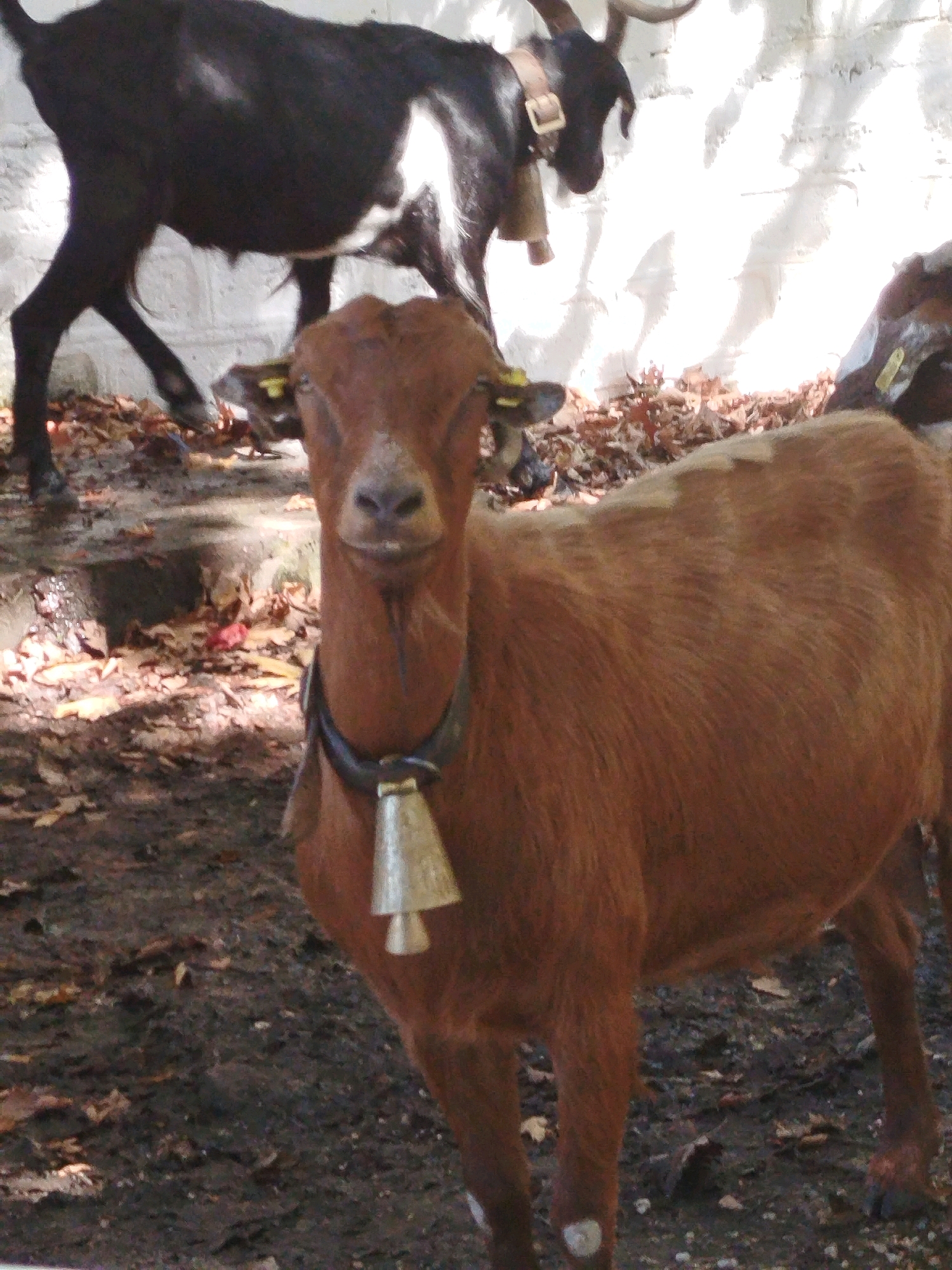 A brown goat stands in the foreground, facing the camera. It has a dark bell on a collar around its neck and a short beard. Behind it, a black goat with white markings stands in the middle ground, also facing the camera. Its body is mostly obscured by the brown goat. In the background, a white, textured wall is visible. The ground is covered with dirt, leaves, and some debris. The overall scene appears to be outdoors, possibly in a farm or rural setting. The location is identified as Sithonia Municipal Unit, Greece.