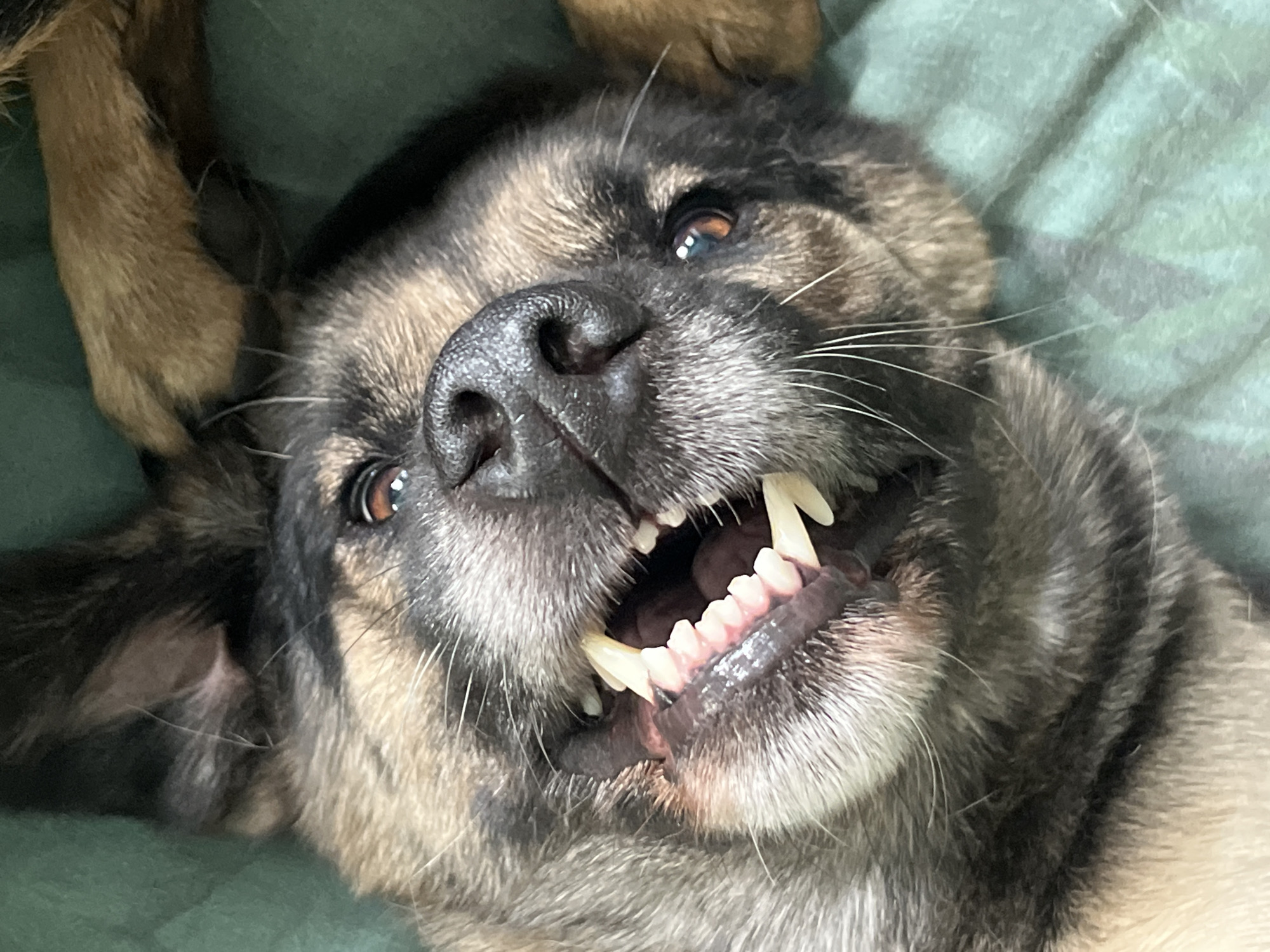 This is a close-up, upside-down, eye-level shot of a dog's face. The dog appears to be a German Shepherd mix with black, brown, and tan fur. Its mouth is open, revealing sharp white teeth and pink gums. The dog's eyes are visible and appear to be a warm brown color. The background is a soft, textured green fabric, likely a blanket or sofa. There is no visible indication of the city of Nizhny Tagil, Russia in this image.