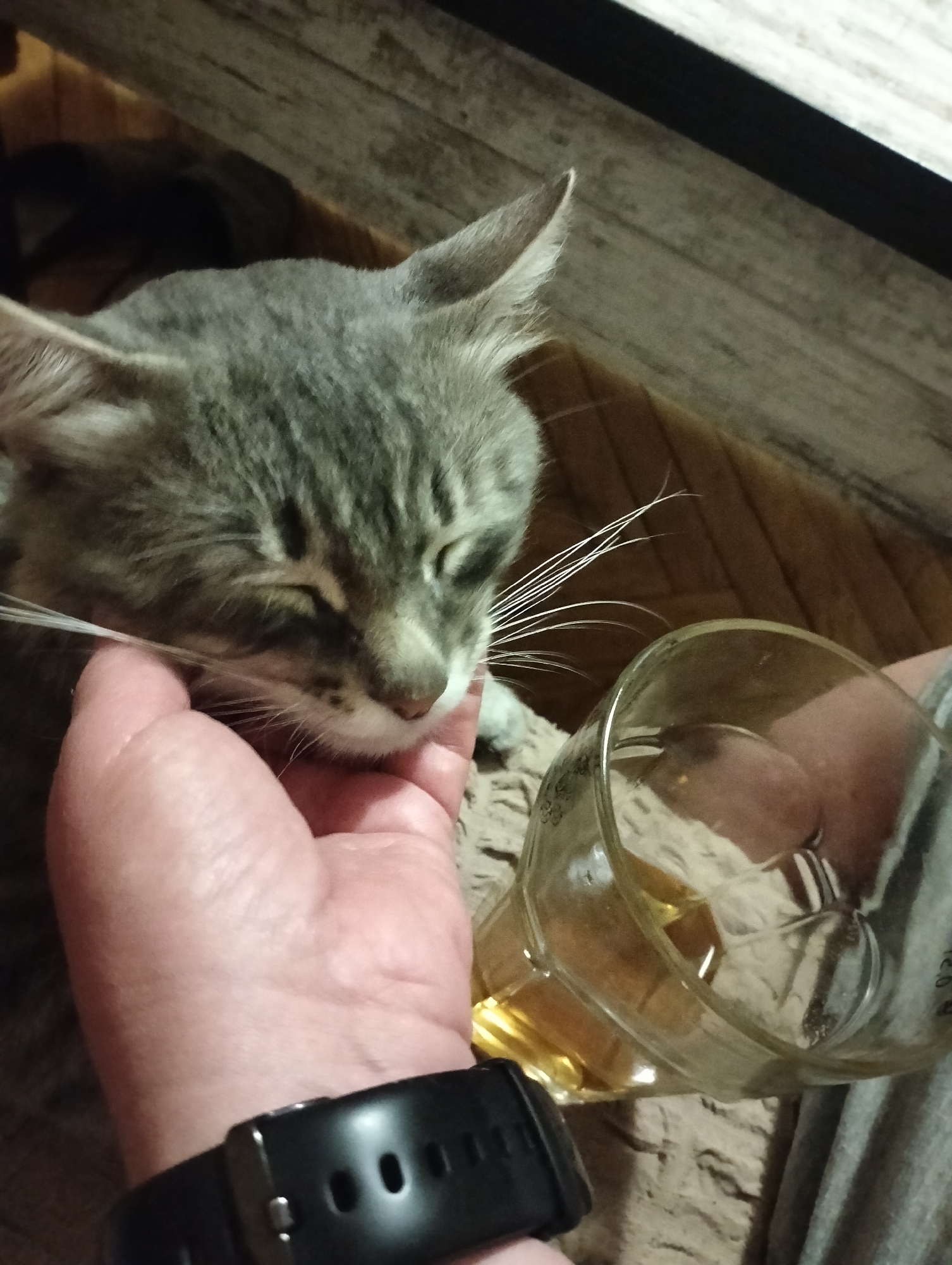 A close-up, eye-level shot captures a person's hand gently stroking a gray tabby cat's chin. The cat's eyes are closed, and it appears relaxed. The cat is positioned in the foreground, and the hand is to its left. To the right of the cat, a clear glass containing a golden liquid, likely an alcoholic beverage, is visible. The background consists of a wooden surface, possibly a table or floor, with a textured pattern. The overall lighting is dim, suggesting an indoor setting. There are no specific urban features visible that would indicate a location in Drohobych, Ukraine.