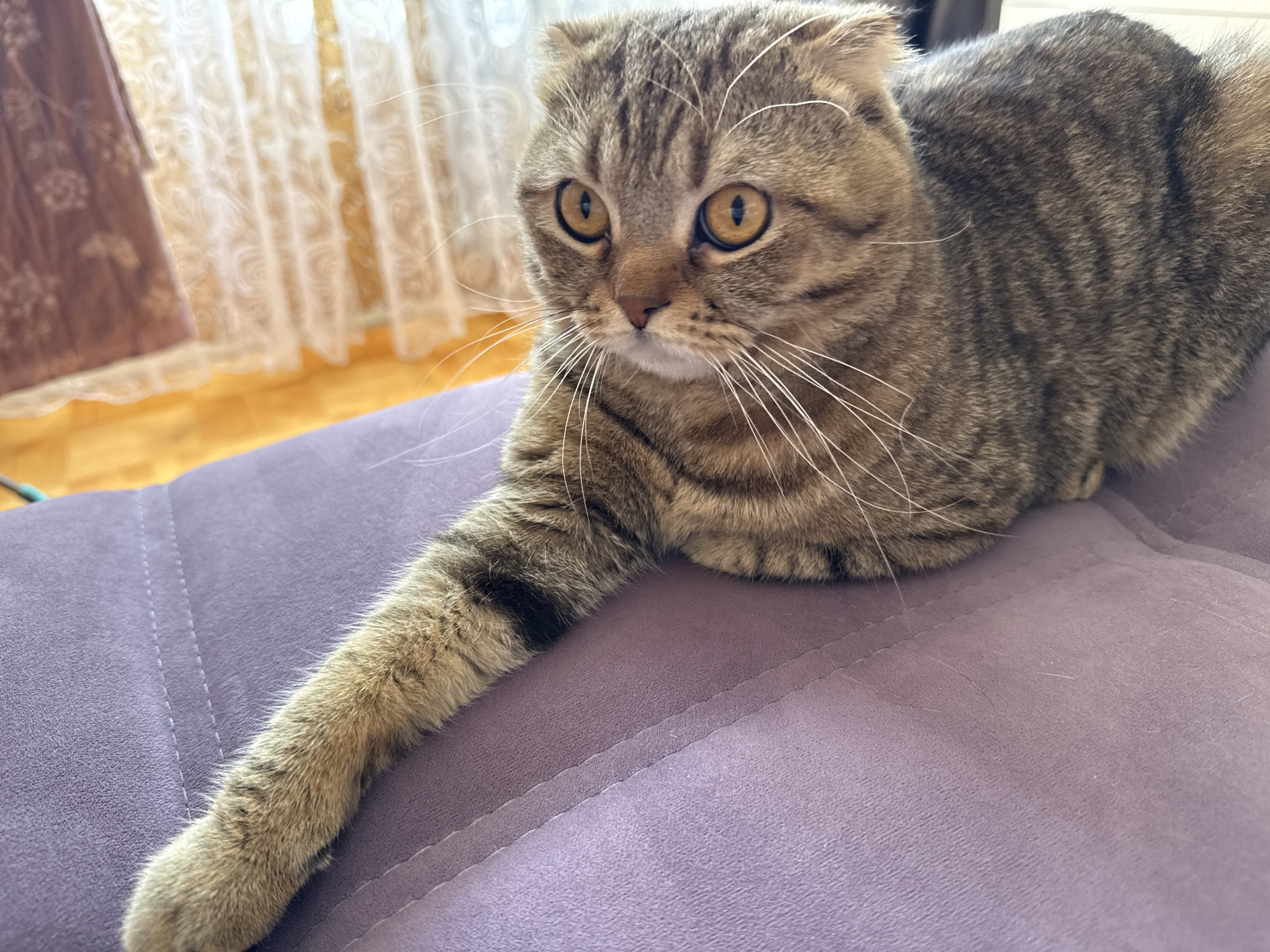 A brown and grey tabby cat with striking amber eyes and long white whiskers is the central subject of the image. The cat appears to be a Scottish Fold, evidenced by its subtly folded-back ears. It is lying on a purple, upholstered surface, likely a sofa or armchair, with one front paw extended towards the left side of the frame. Its body is curled, with its hindquarters resting comfortably on the cushion.
The cat's expression is alert and focused, looking intently towards something outside the frame to the left. The fur shows distinct tabby stripes and patterns across its face, body, and extended paw.
In the background, bright natural light streams through white, translucent curtains adorned with a swirling, lace-like pattern, suggesting a window and daytime. Below the curtains, a light brown or yellow floor is visible. A patterned fabric, possibly another curtain or a decorative textile in shades of brown and purple with white floral or abstract designs, is partially seen on the far left. The purple sofa surface has visible stitching lines, adding texture to the foreground. No text is visible in the image.
