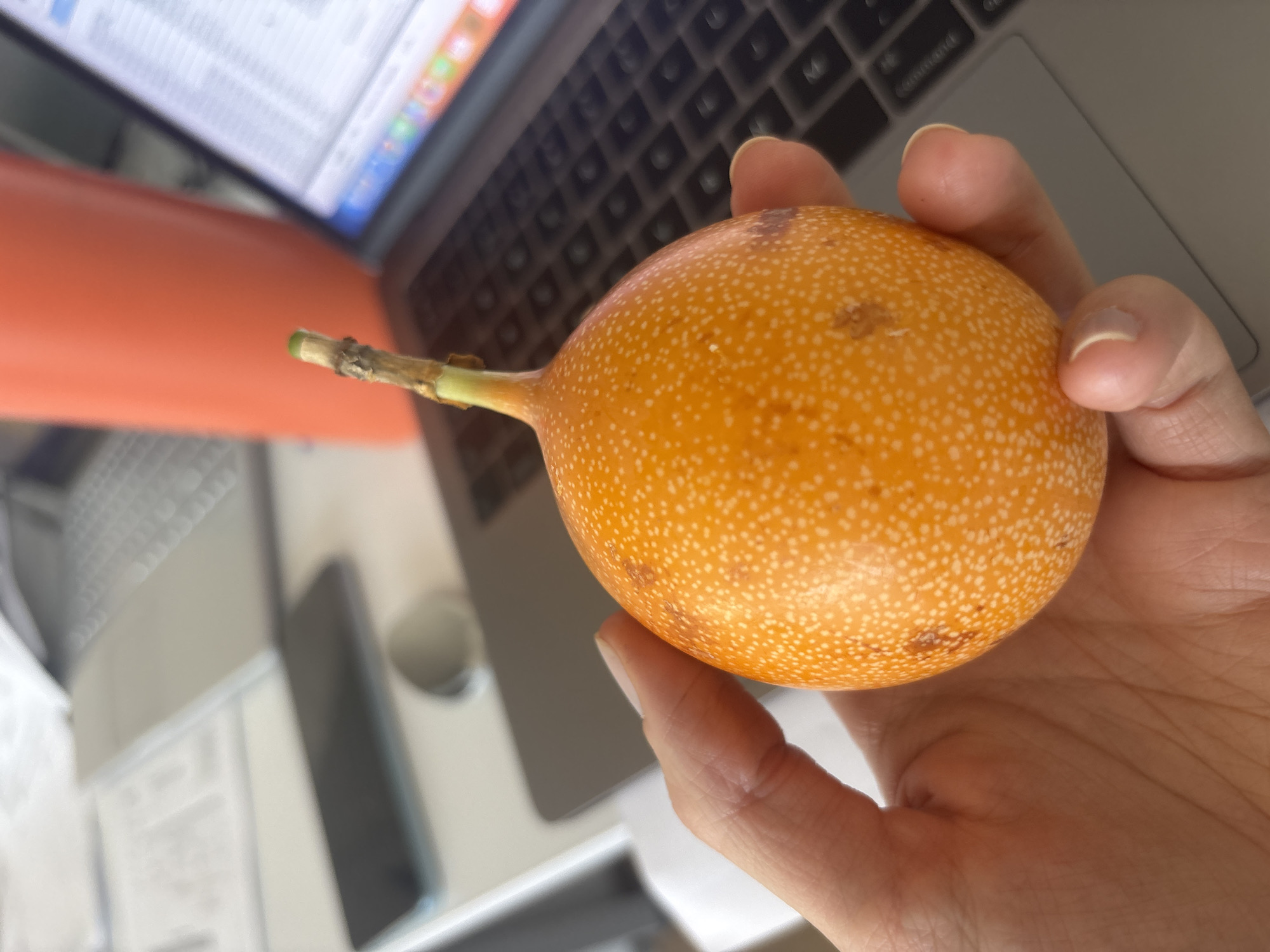 A hand holds a granadilla fruit, also known as Passiflora ligularis, in front of a laptop computer. The granadilla is orange with white specks and has a stem still attached. The background is a desk with office supplies. There is no visible information in the image to confirm the location as Buenavista, Mexico.