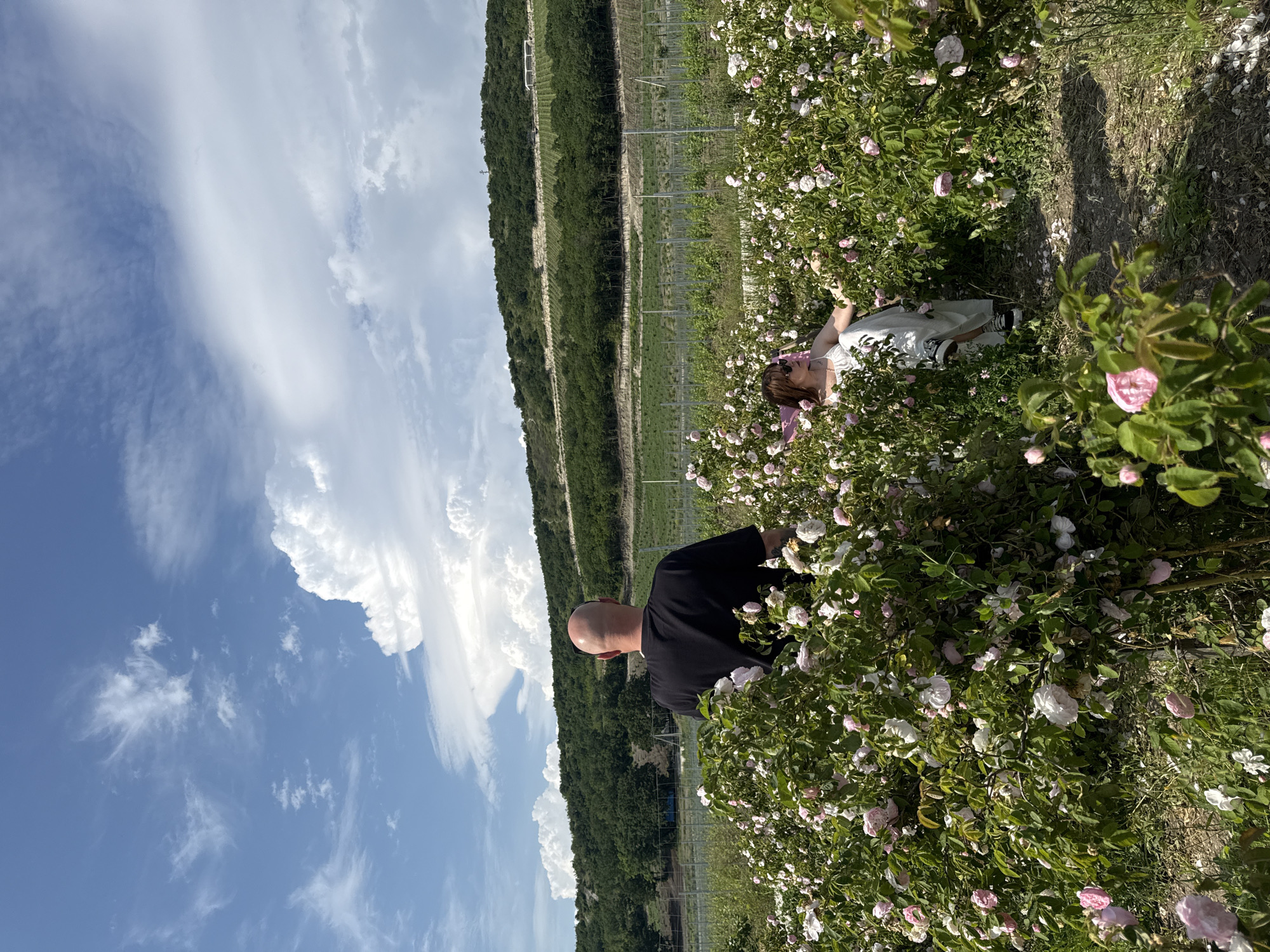 The image depicts a sun-drenched outdoor scene with two individuals amidst a rose garden. In the foreground, a bald man wearing a black t-shirt stands with his back to the camera, facing a lush expanse of pink and white roses. To his right, a woman with dark hair, wearing a white dress and sunglasses, reclines on a pink chair, also surrounded by roses. The background features rolling green hills, covered in trees and vineyards, under a bright blue sky with dramatic white clouds. The location is identified as Pavlovskiy, Russia. The overall impression is one of a peaceful, natural setting during fair weather.