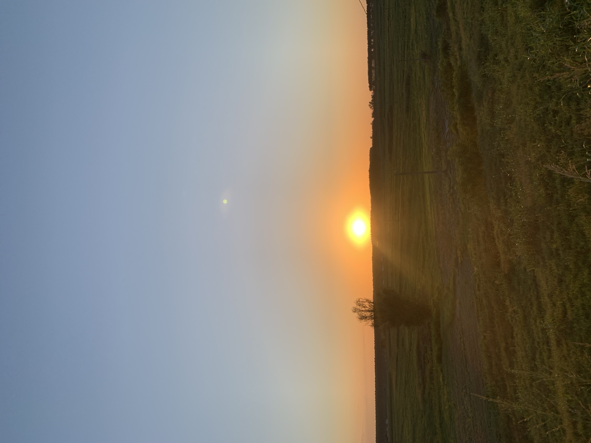 The image depicts a serene sunset over a rural landscape, likely in or near Codigoro, Italy. The sun, a bright orb of golden-orange light, is setting on the horizon, casting a warm glow across the scene. The sky transitions from a pale blue at the top to a soft orange near the horizon, indicating the approaching twilight.
The foreground is dominated by a vast expanse of lush green grass, some areas appearing slightly darker and wetter, suggesting uneven terrain or small ponds. Tall, thin blades of grass are visible in the immediate foreground, slightly out of focus. In the middle ground, a lone, leafless tree stands solitary in the field, silhouetted against the sunset. Further in the distance, a thin line of trees marks the edge of the cultivated land, with hints of structures or buildings barely visible behind them. Two vertical posts, likely fence posts or utility poles, are present in the grassy field. The overall environment is open and agricultural, characterized by fields and natural vegetation. There are no people or animals visible in the image, and no specific actions or interactions are occurring.