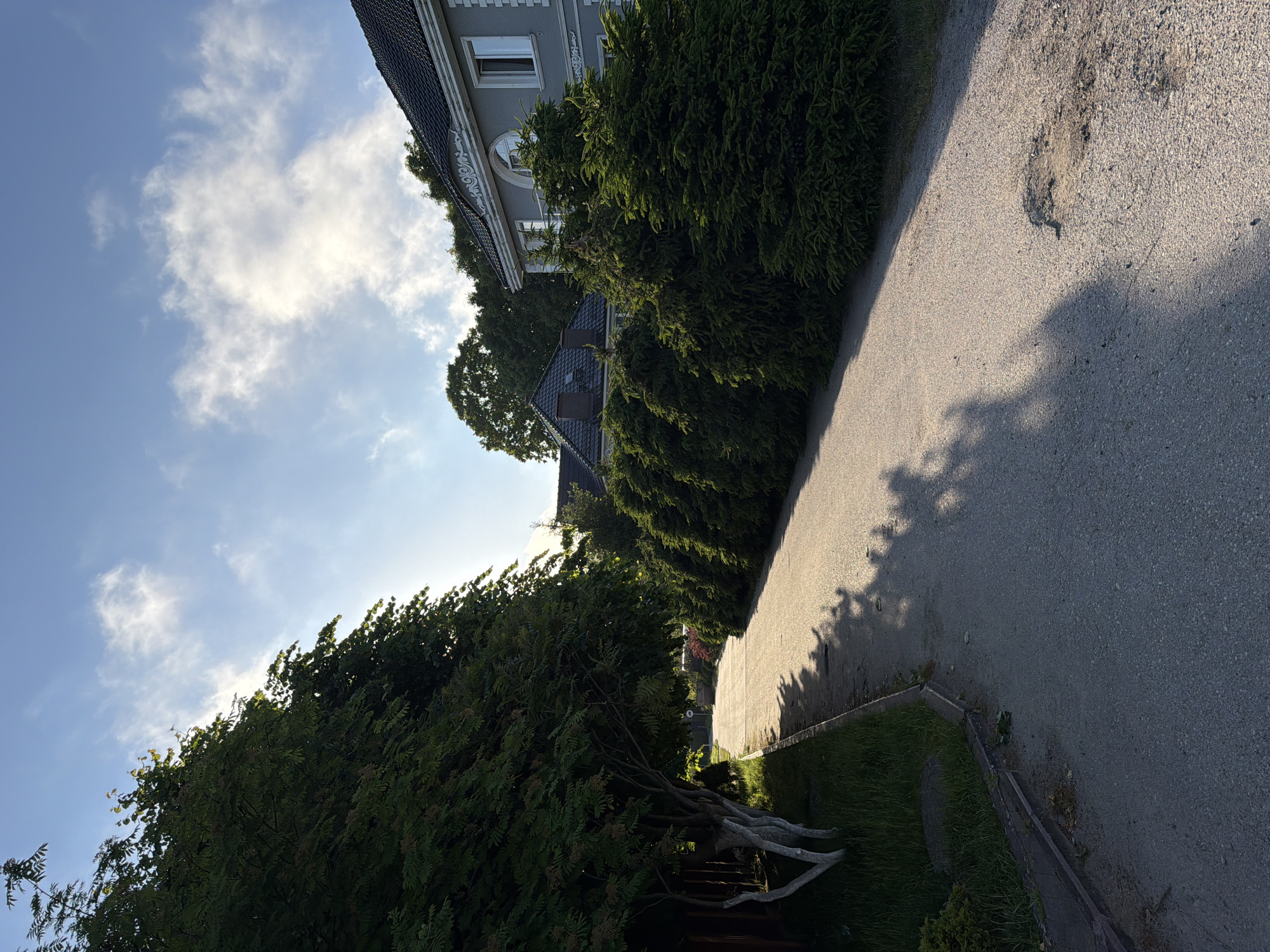The image depicts a paved pathway in Svetlogorsk, Russia, flanked by lush greenery and residential structures. On the left, a mature tree with white-painted lower trunk stands beside a grassy area and a drainage ditch. The pathway curves gently into the distance, casting long shadows from the trees on its right. These trees form a dense, manicured hedge, beyond which a light gray two-story house with a dark tiled roof is visible. The house features white trim around windows and an arched decorative element above a round window on the upper floor. To the left of this house, another roofline with dark tiles can be seen. The sky above is a clear blue with scattered white clouds, illuminated by soft sunlight, suggesting it is either early morning or late afternoon. The overall impression is one of a well-maintained suburban or private residential area.