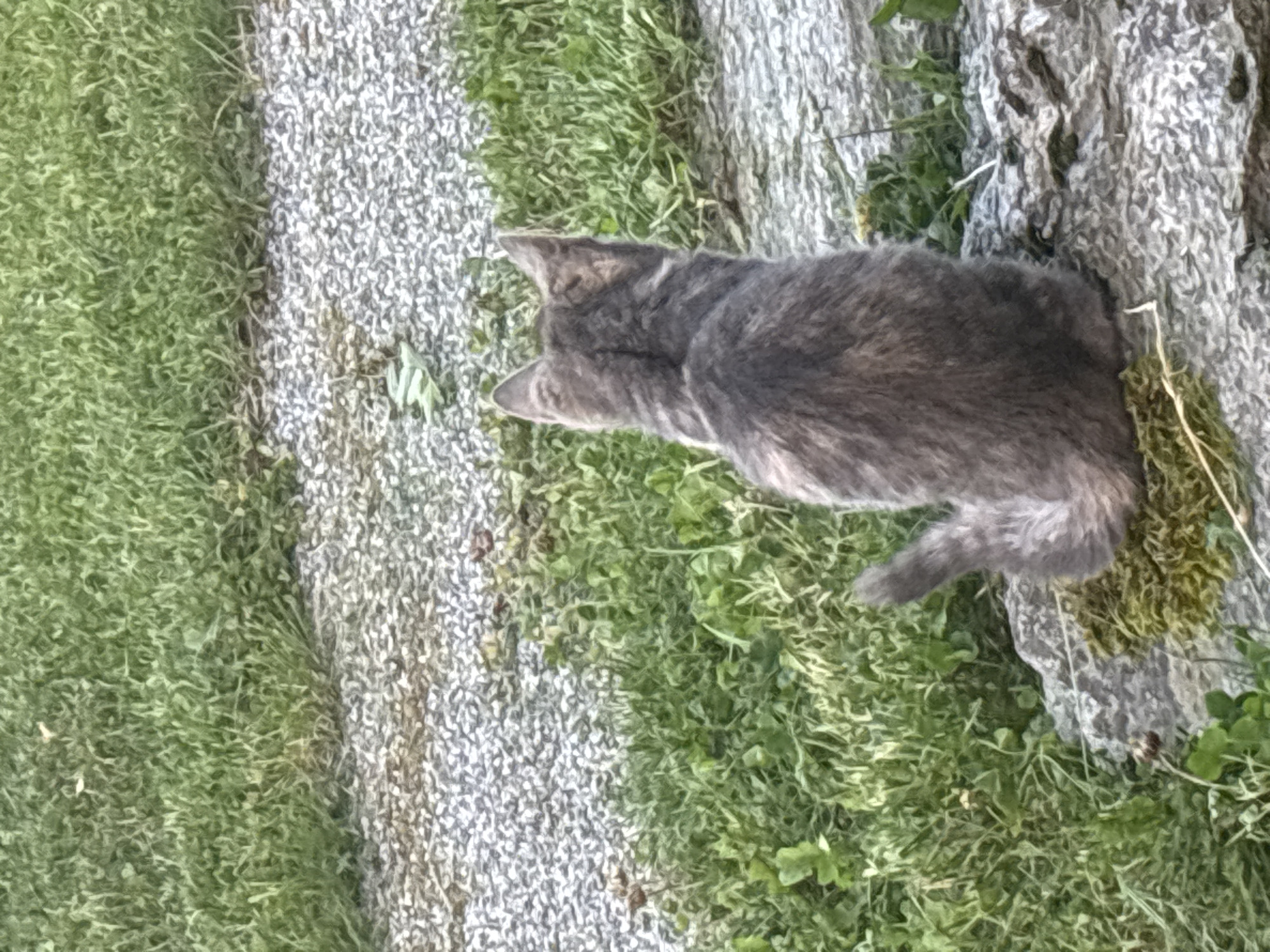 The image depicts a domestic cat, likely a kitten due to its size and proportions, with grey tabby markings. The cat is positioned in the foreground, facing away from the camera and looking towards the right. It is sitting on a rough, textured grey rock, which is partially covered by green moss. Behind the cat, there is a path composed of small grey and white pebbles, bordered by green grass. The overall environment appears to be an outdoor setting, possibly a garden or park, with a focus on natural elements. There are no identifiable landmarks or specific features that would indicate the exact location within Zvenigorod, Russia. The lighting suggests it is daytime, with no strong shadows visible.