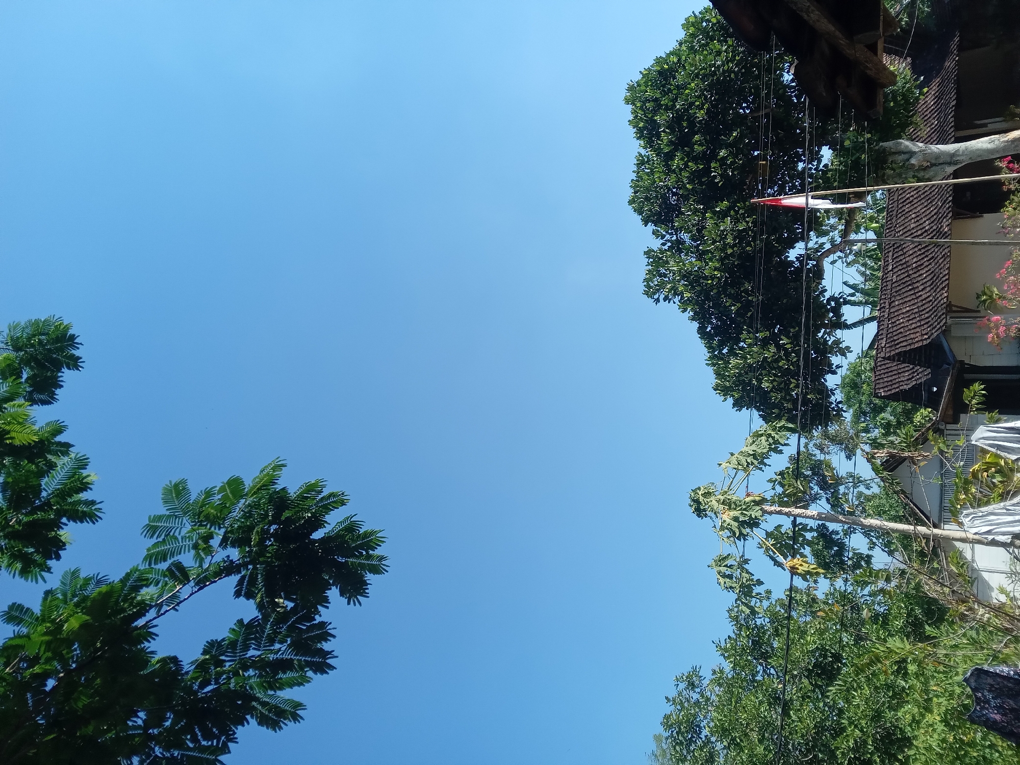 In Kedunggudel, Indonesia, the image captures a clear, bright blue sky overhead, with the upper branches of a lush green tree extending into the frame from the top left. Below, a scene unfolds with a variety of trees and vegetation. A papaya tree stands prominently in the mid-ground, its slender trunk supporting leaves and some ripening fruit. Behind it, a house with a tiled roof is visible, partially obscured by electrical wires. To the right of the papaya tree and house, a large, full tree with dark green foliage dominates the background, with a flagpole bearing the Indonesian flag (red and white) positioned in front of it. The lower part of the image shows more greenery, hints of flowers, and laundry hanging on a line. The overall impression is one of a sunny day in a semi-rural or suburban area.