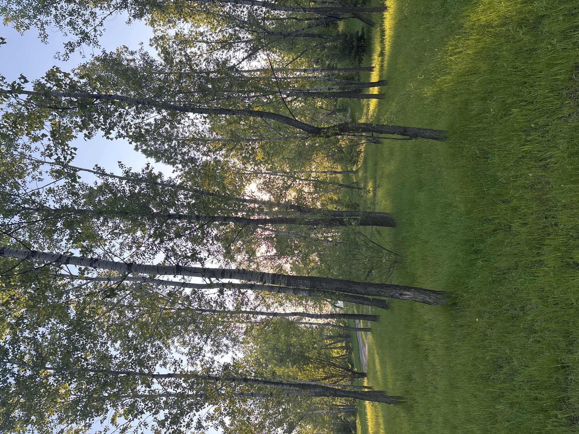 The image presents a serene natural landscape, likely a park or a wooded area, located in Krasnoyarsk, Russia. The scene is dominated by a line of numerous tall, slender trees with light-colored, somewhat mottled bark and abundant green foliage. These trees appear to be deciduous, possibly birches or aspens, commonly found in the region.
The ground is covered with lush, vibrant green grass, which extends across the frame. Sunlight filters through the tree canopy, casting bright, warm patches on the grass, particularly on the right side of the image. This soft, golden illumination suggests the time of day is either early morning or late afternoon (golden hour), creating long shadows and a gentle glow. A dirt or gravel path or a clearing is visible running horizontally through the grassy area on the right, curving slightly into the distance.
The sky, visible through the gaps in the tree leaves, is a clear, bright blue, indicating fair and sunny weather. There are no people, animals, or specific activities depicted, emphasizing the tranquil and undisturbed nature of the setting. The image evokes a sense of peace and natural beauty. No visible text is present in the image.