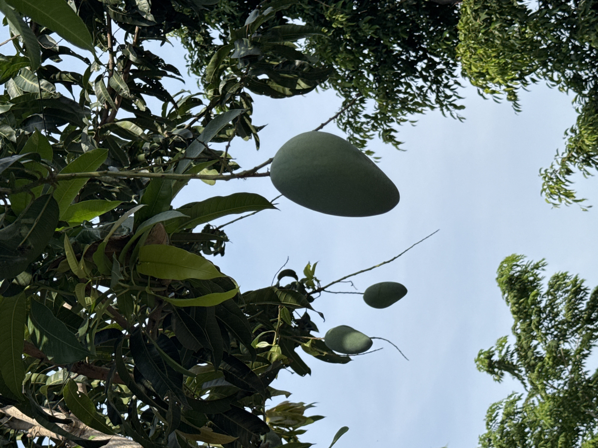 A low-angle shot captures a cluster of unripe green mangoes hanging from a tree against a bright, clear sky. The largest mango is in the foreground, dominating the left side of the frame. Two smaller mangoes are visible further back and to the left. The branches and lush green leaves of the mango tree fill the upper portion of the image, with the sky showing through the foliage. In the lower portion of the frame, the canopy of another, denser green tree is visible. The scene appears to be an outdoor environment, likely a garden or orchard. The image was taken in Nam Nha Trang Ward, Vietnam.