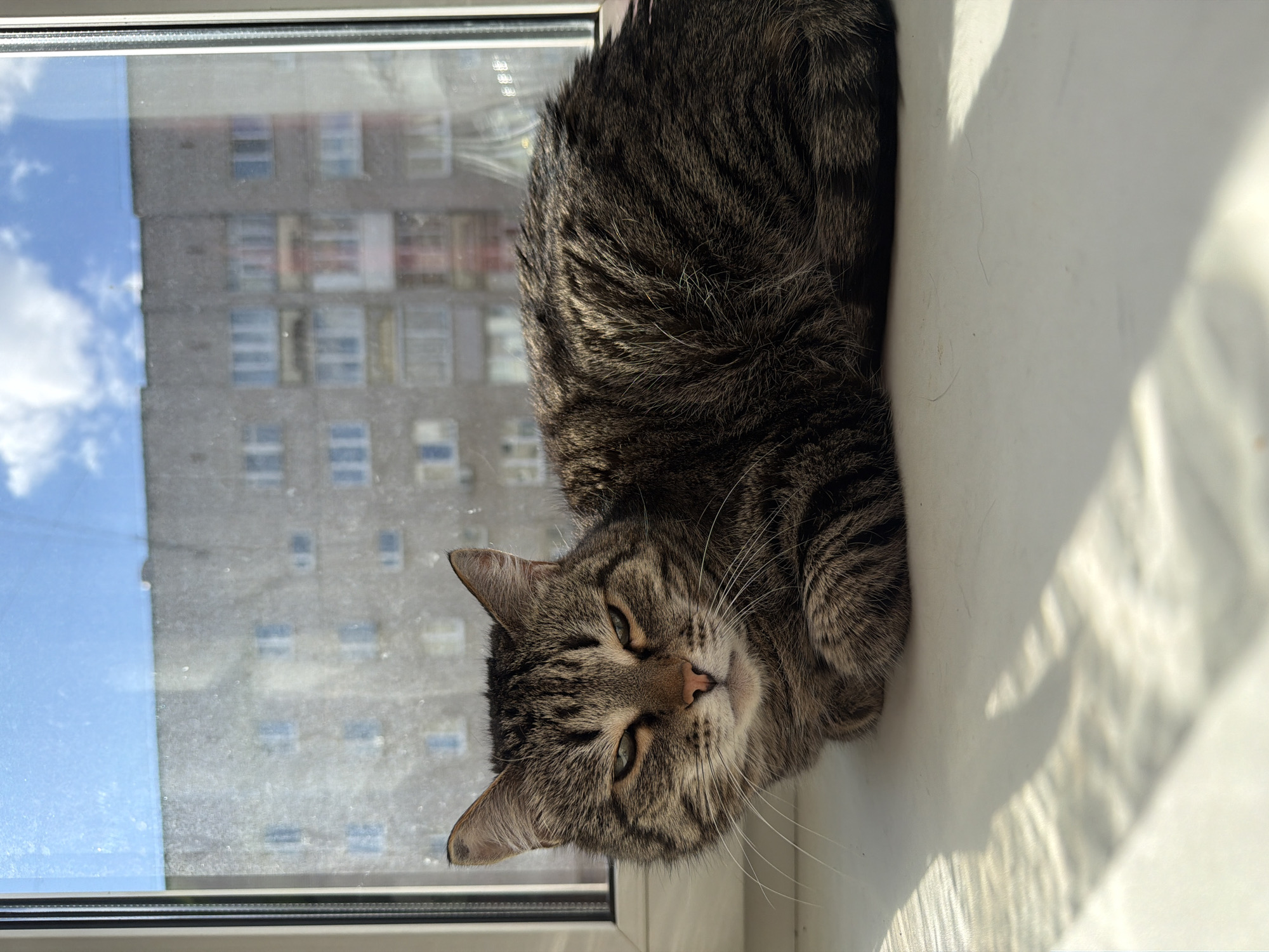 A tabby cat lies on a white windowsill. Outside the window is a multi-story apartment building reflecting a partly cloudy sky. The location is Izhevsk, Russia.