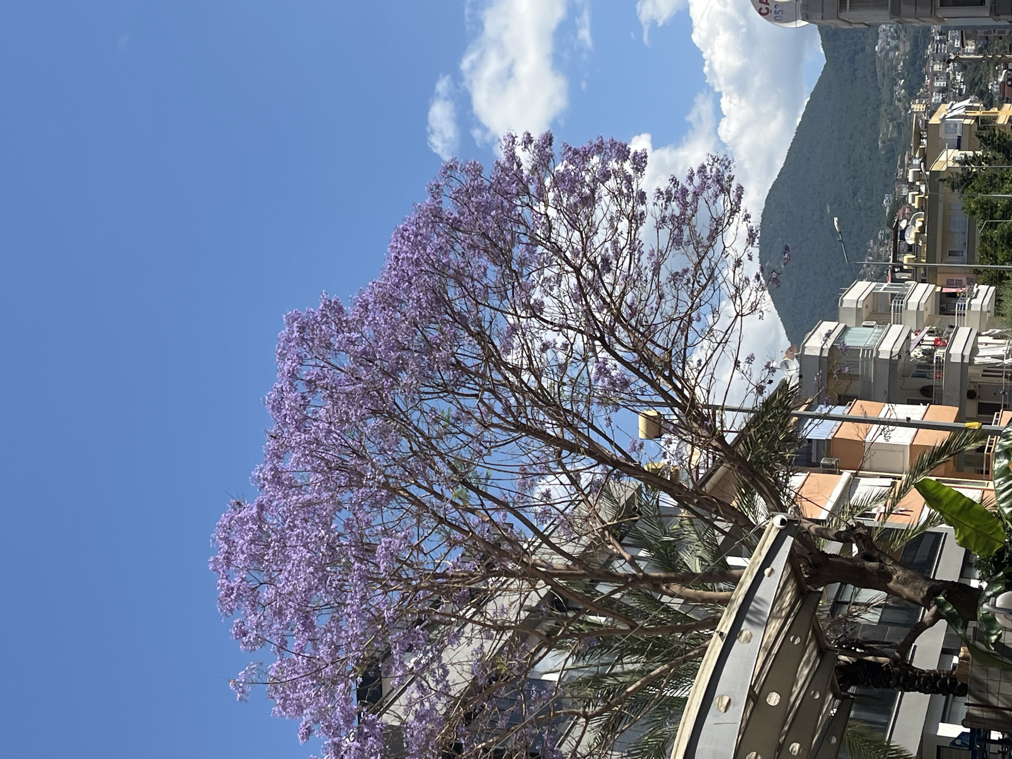 The image shows a flowering jacaranda tree in Alanya, Turkey, with light purple blooms dominating the upper left quadrant. The sky is blue with scattered white clouds. In the background, a hillside covered in trees and buildings is visible, indicative of the city's varied terrain. Residential buildings with light-colored facades are positioned below the tree. Metallic structures, possibly part of a building's framework, are in the foreground. No people are visible.