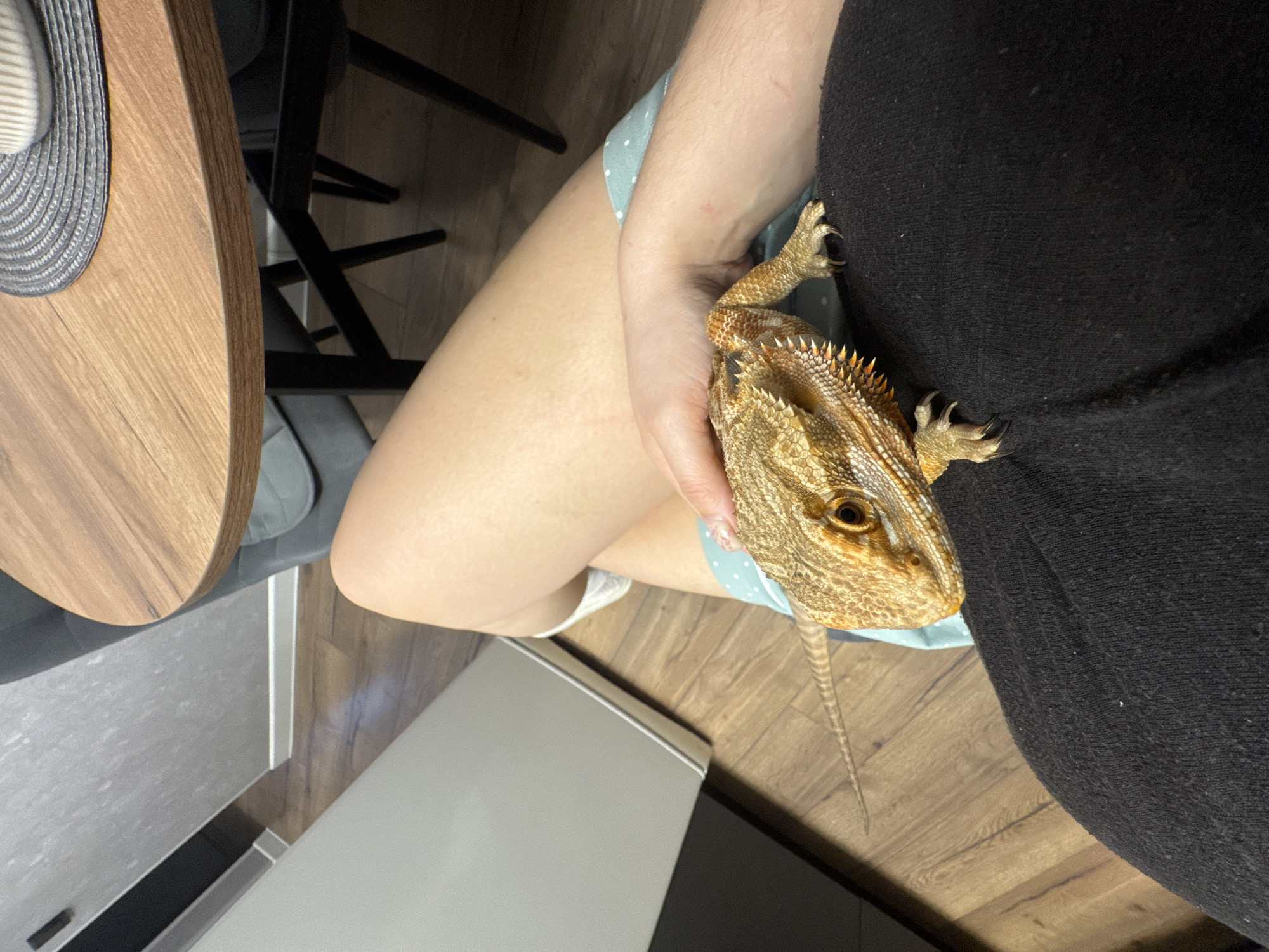 A person is holding a bearded dragon. The dragon is resting on the person's arm and chest. The person is wearing a black shirt and a blue and white polka dot skirt. The background includes a wooden table, a chair, and a kitchen cabinet. It is not possible to determine if the scene is in Yakhroma, Russia.