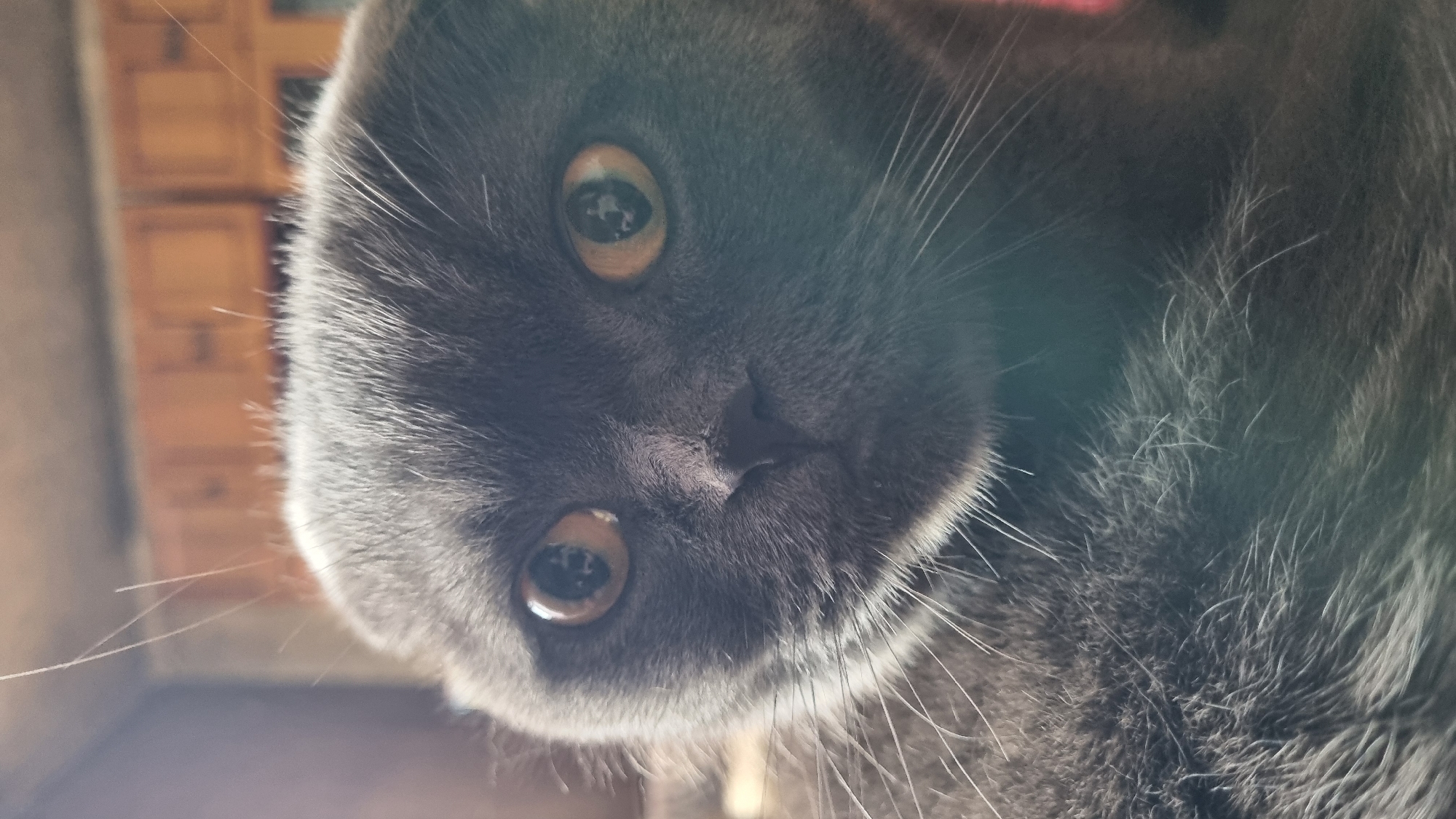 A close-up, eye-level, vertical shot shows the face of a grey Scottish Fold cat indoors. The cat is facing the camera, with its ears folded downwards. Its eyes are wide and a bright amber color, with visible reflections of what appears to be a room interior, possibly containing wooden cabinets, in the pupils. The cat has a black nose and prominent white whiskers. The fur appears dense and soft. The background is out of focus, showing a blurred suggestion of wooden furniture, indicating an indoor environment in a domestic setting. No specific location within Vysokoe, Russia, can be determined from the image.
