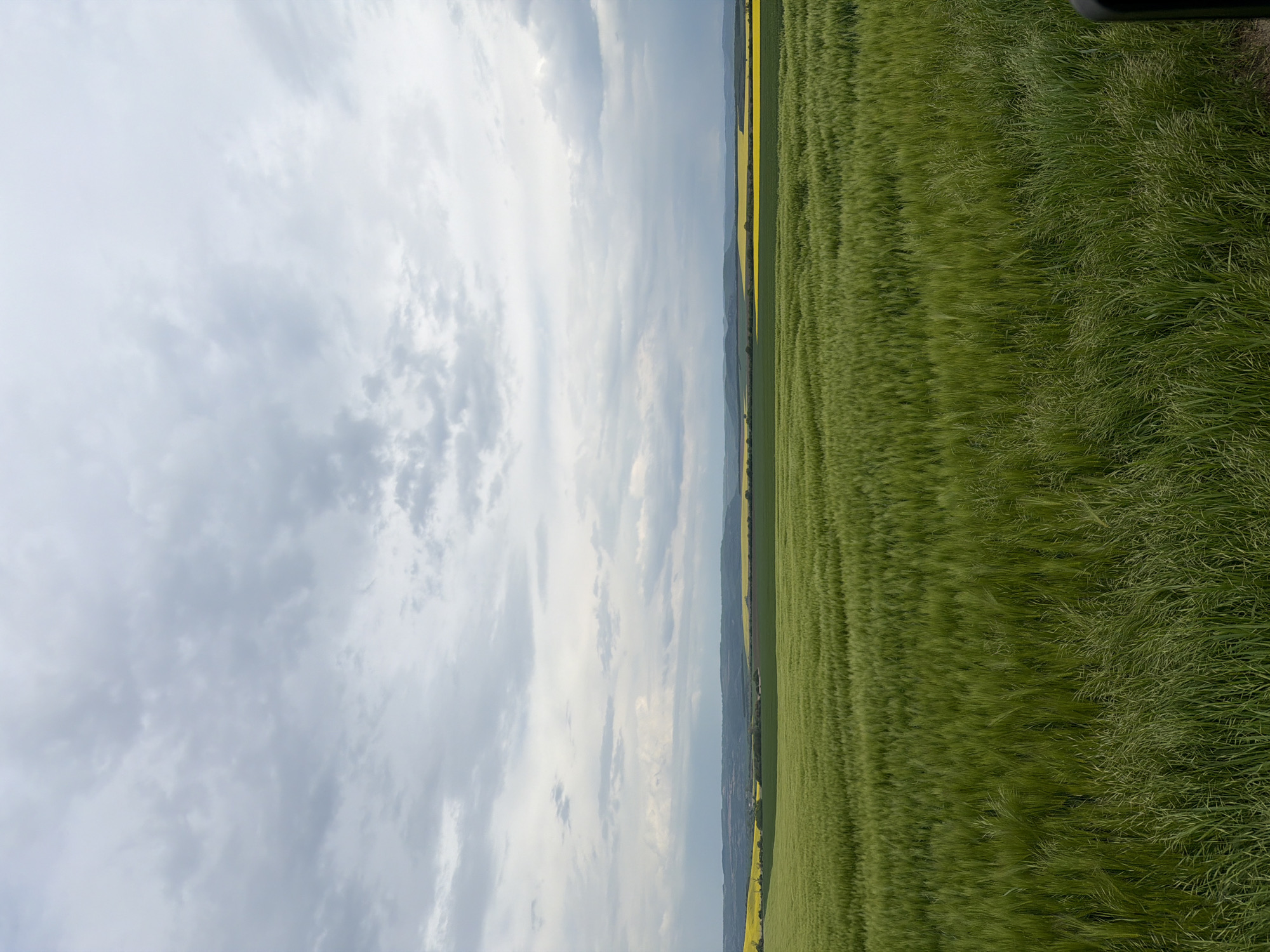The image shows a landscape with a field, likely located near Goran, Bulgaria. The sky is overcast with gray and white clouds. A field of green crops stretches across the right side of the image, and a strip of yellow flowers runs along the horizon.