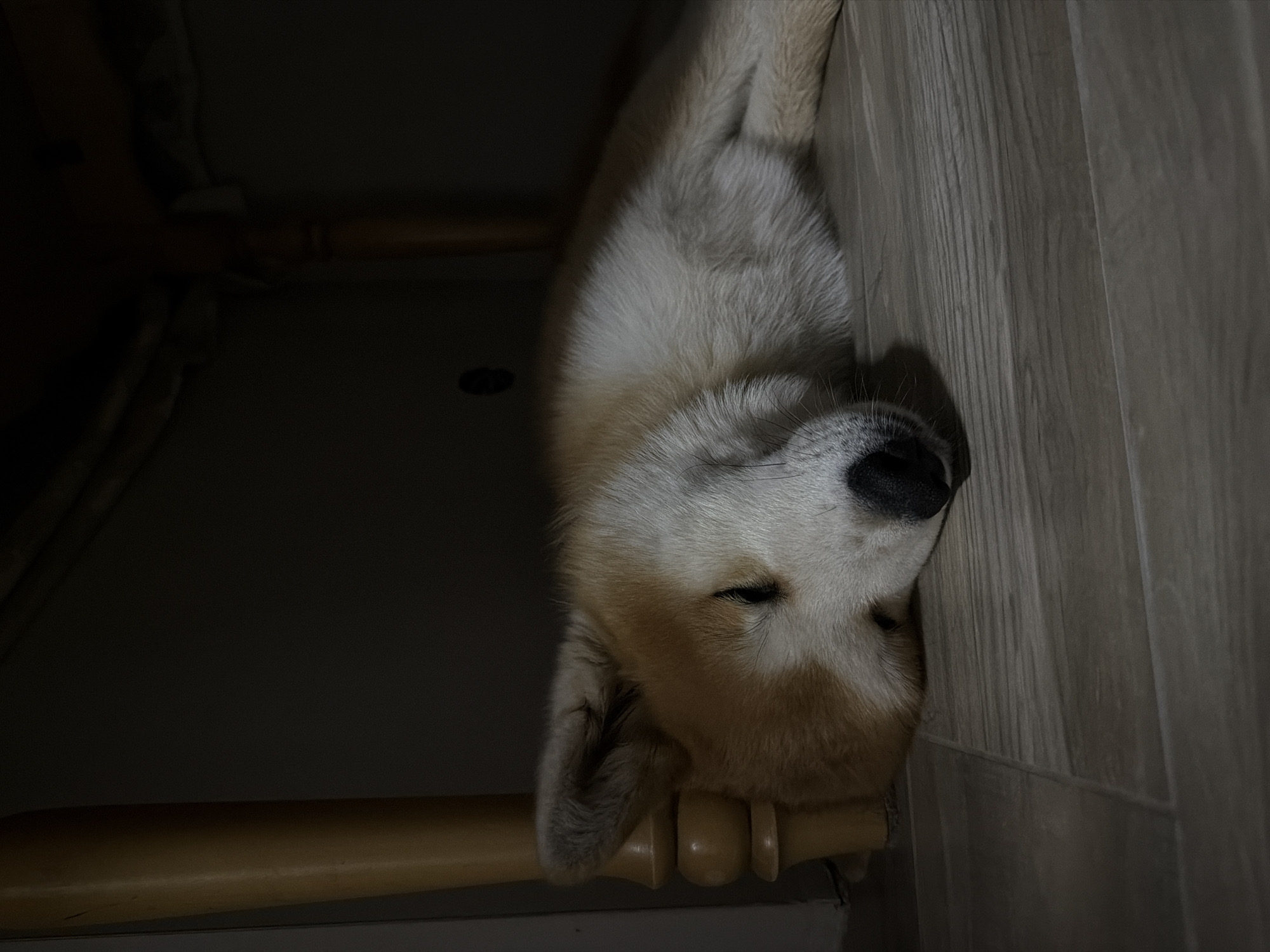 The image shows an Akita Inu dog sleeping upside down on a set of stairs. The dog's head is resting on the railing, with its body stretched out on the stair treads. The lighting is dim, with the surrounding area in shadow. The location is unknown and not provided in the image. It cannot be verified. Therefore, it is not possible to determine if the image was taken in Chaikovsky, Russia, or not.